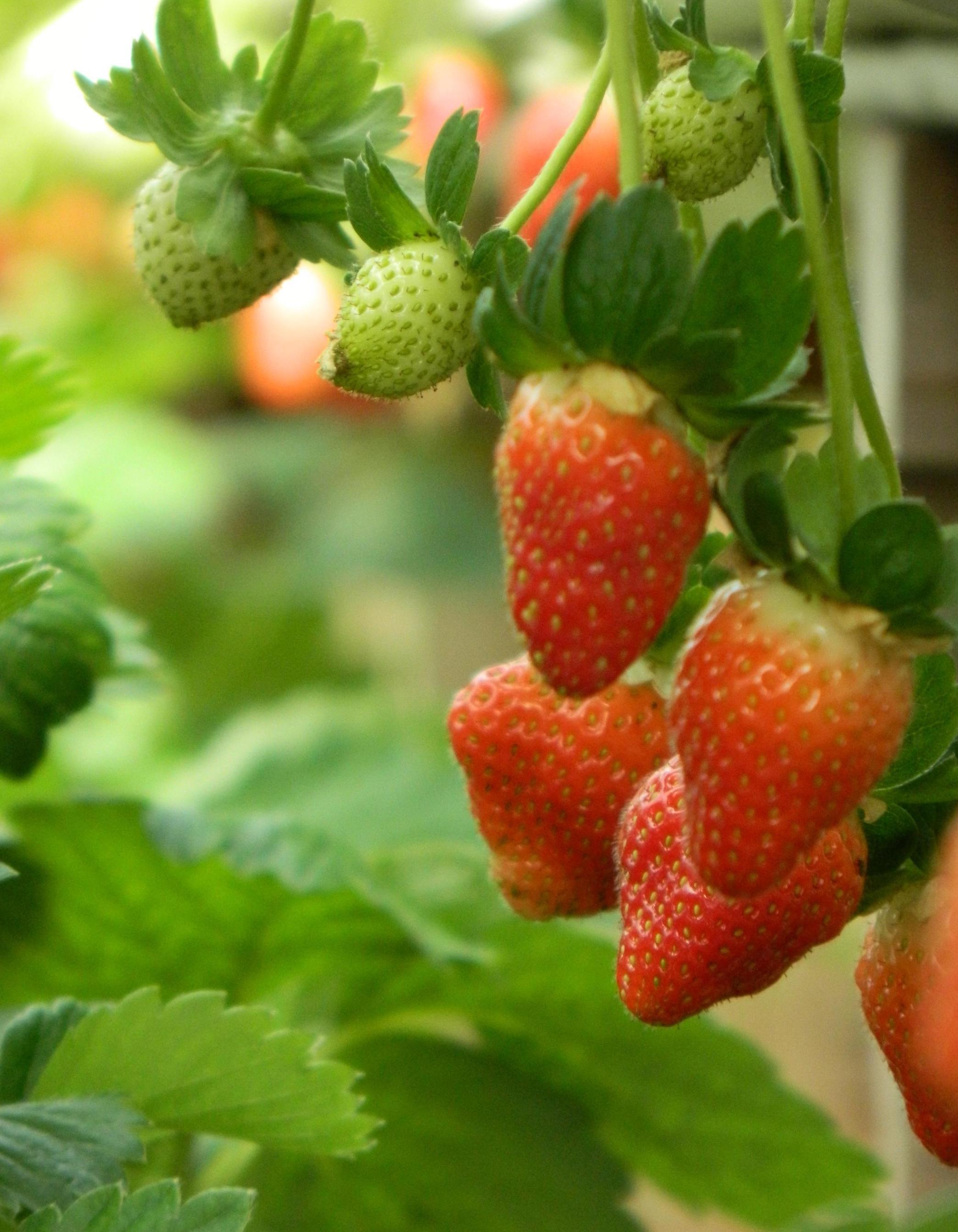 Time to Mulch Your Strawberries - Cooperative Extension at