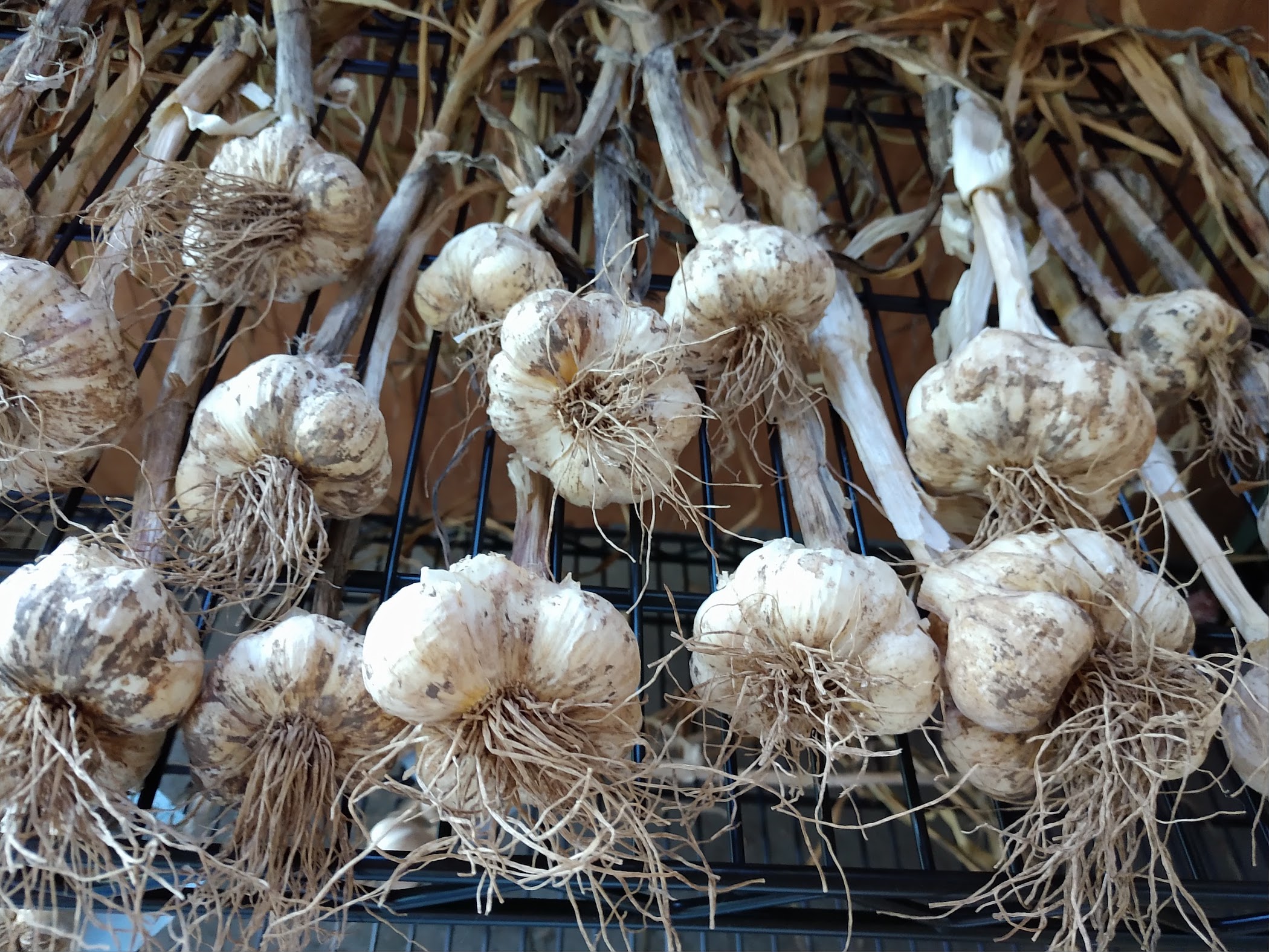 https://www.tulsamastergardeners.org/blog/ewExternalFiles/sylvanna%20garlic.jpg