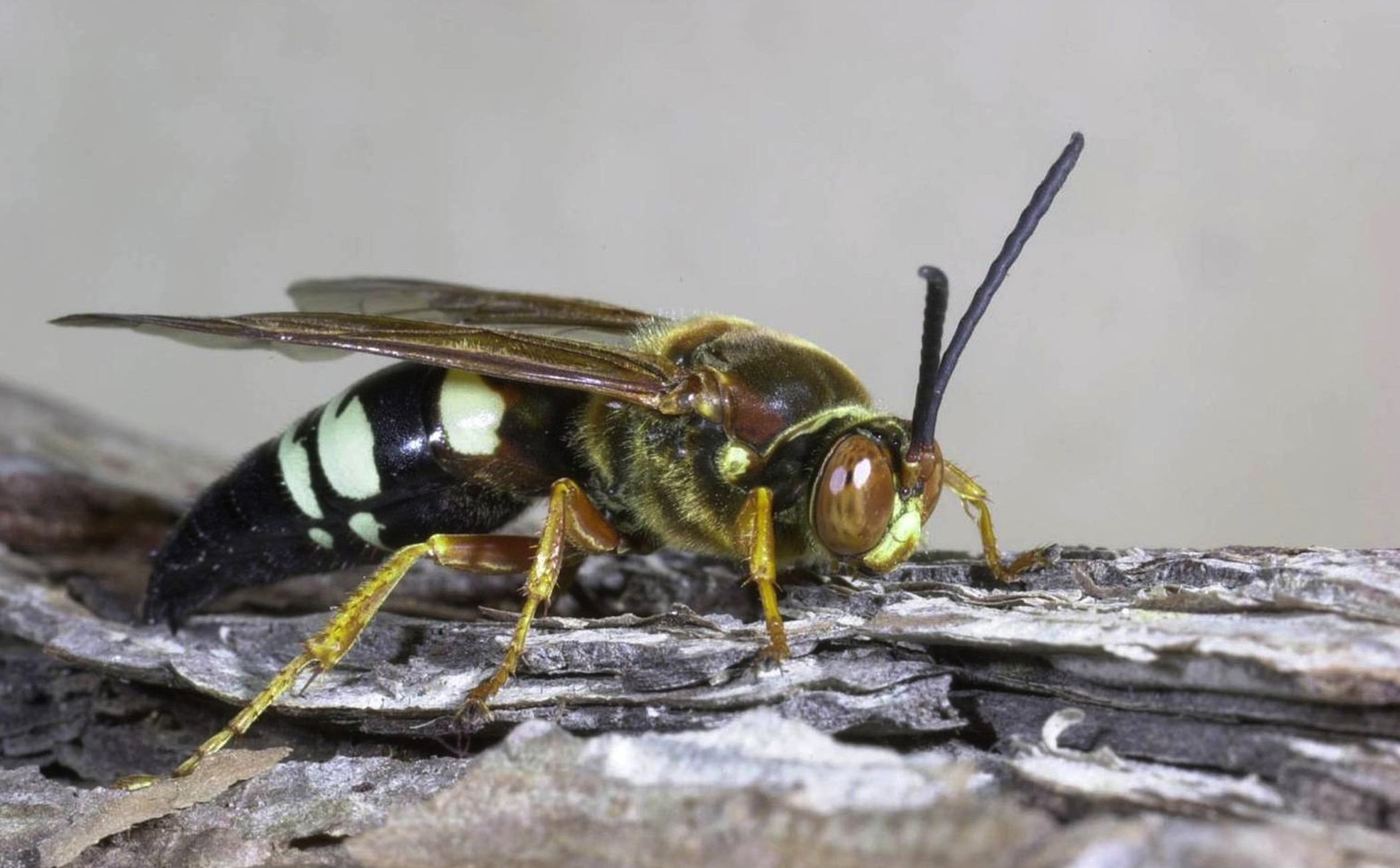 photo of cicada killer wasp