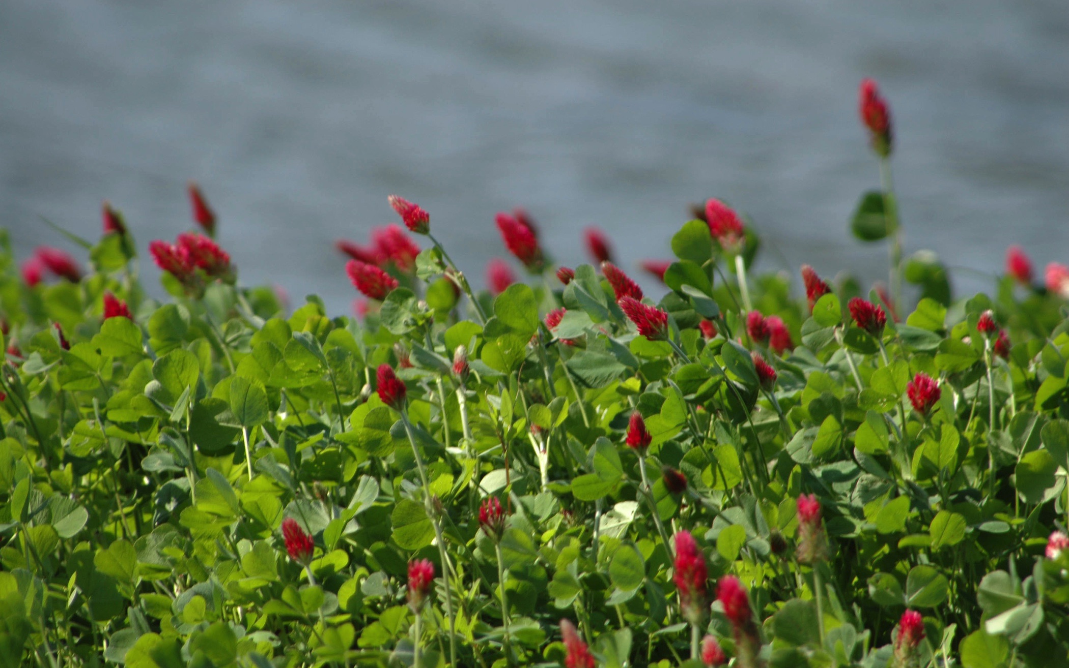 photo of crimson clover cover crop