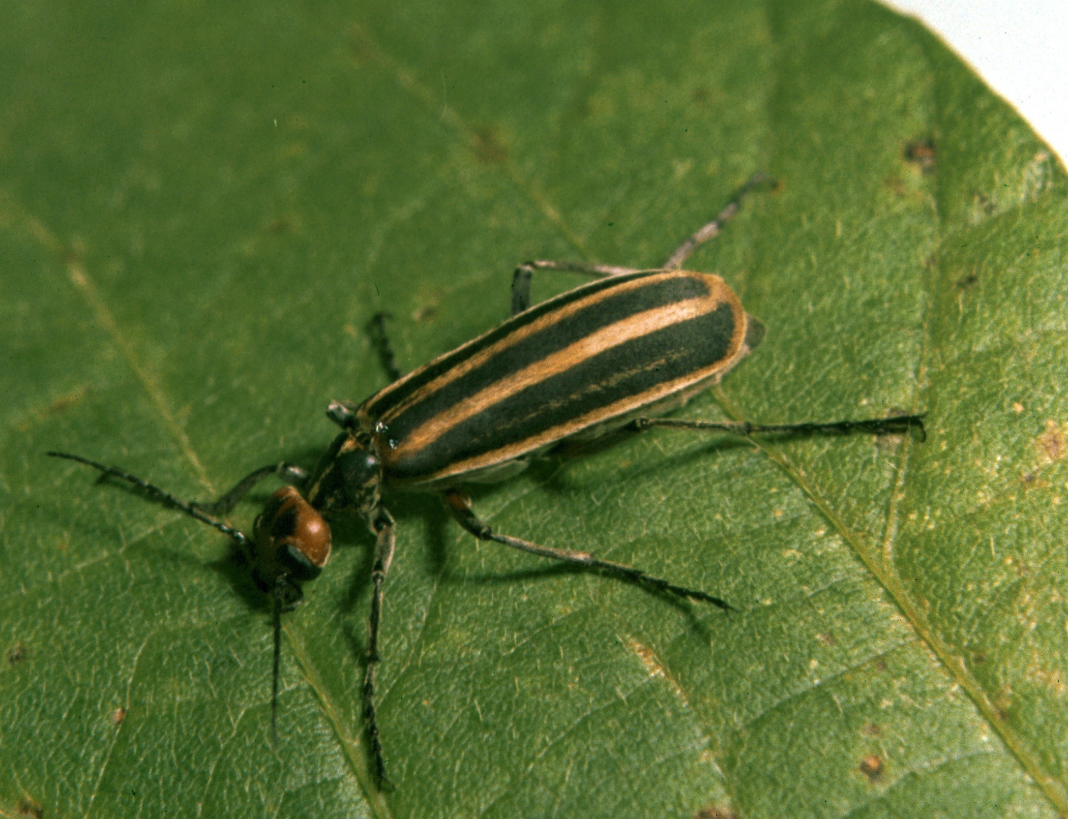 photo of a blister beetle