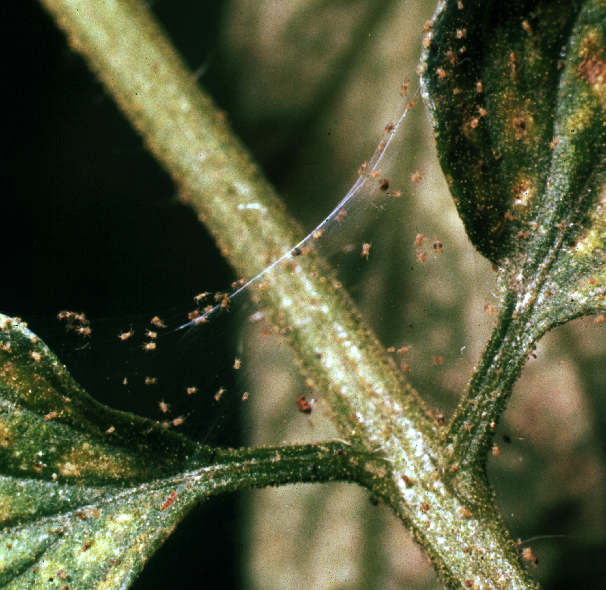 spider mites on a plant