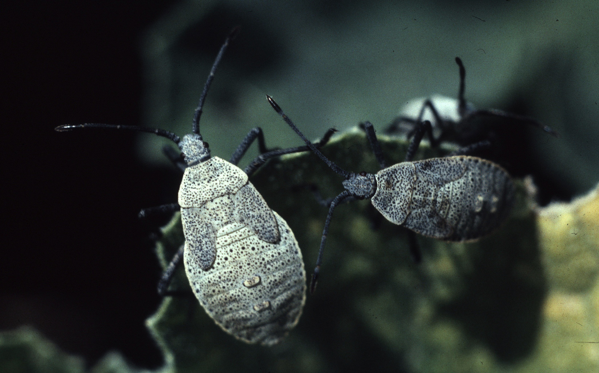 Up close and personal photo of squash bugs