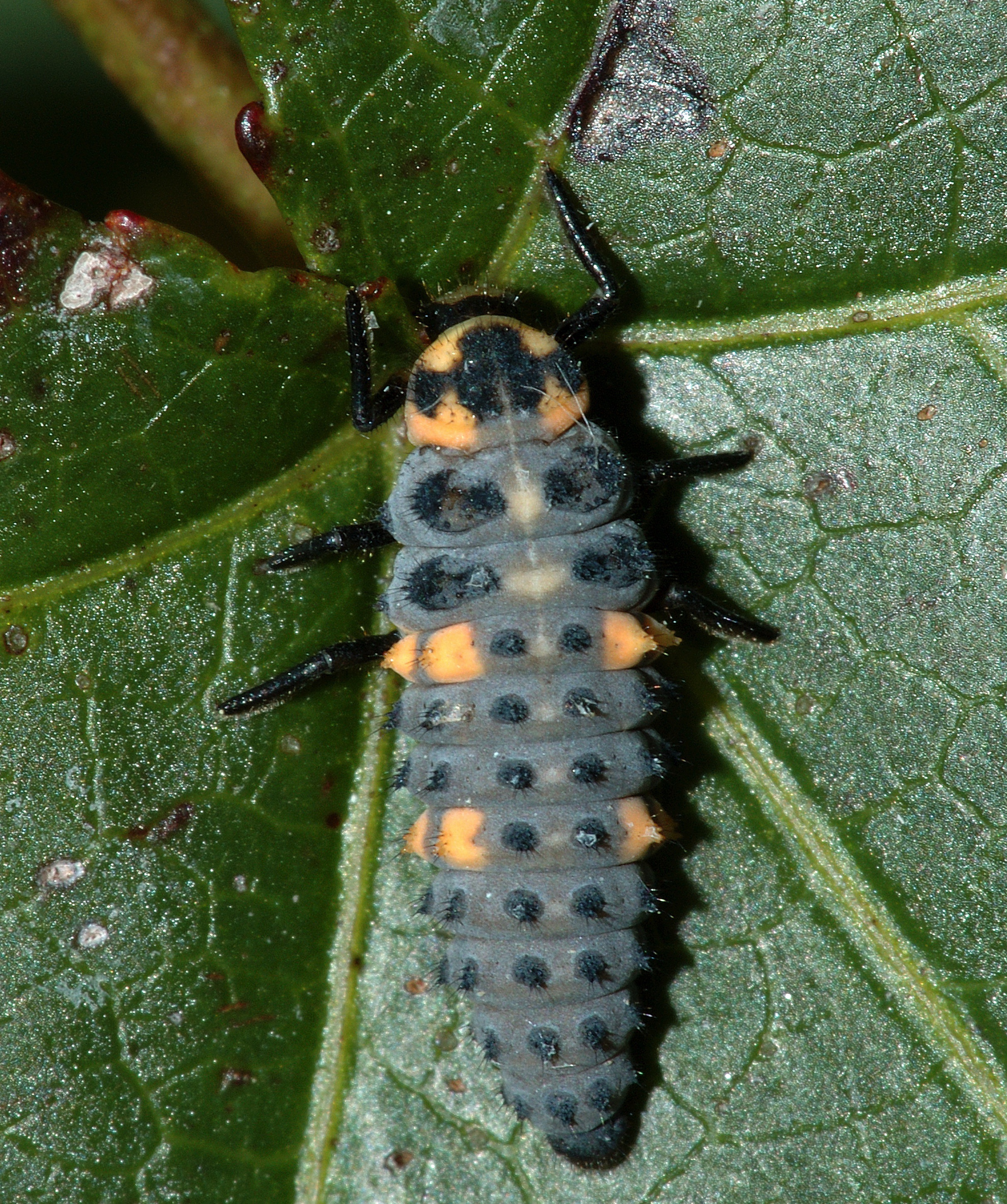 Photo of a lady beetle larvae