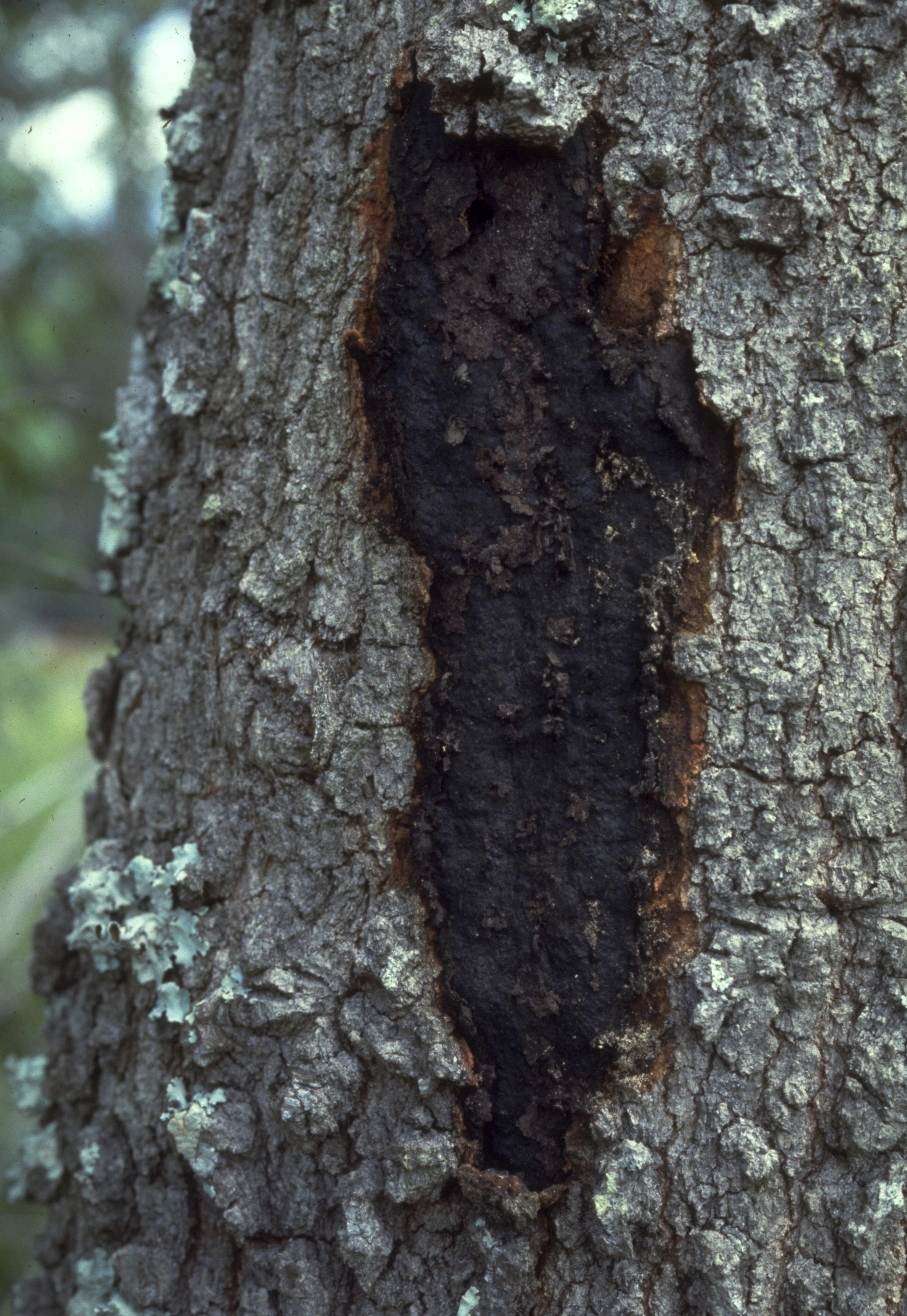 hypoxylon canker on an oak tree