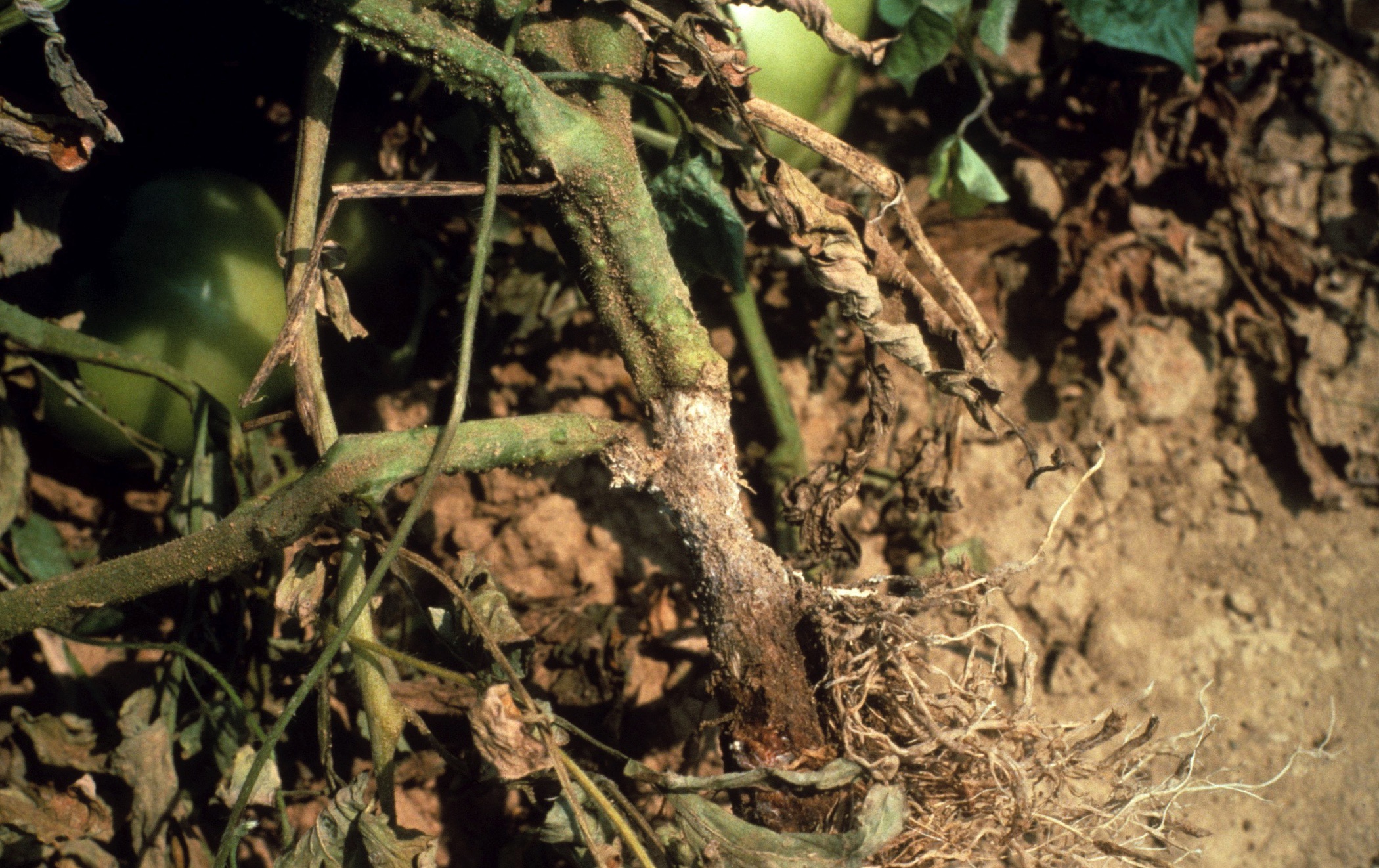 photo of a diseased tomato plant