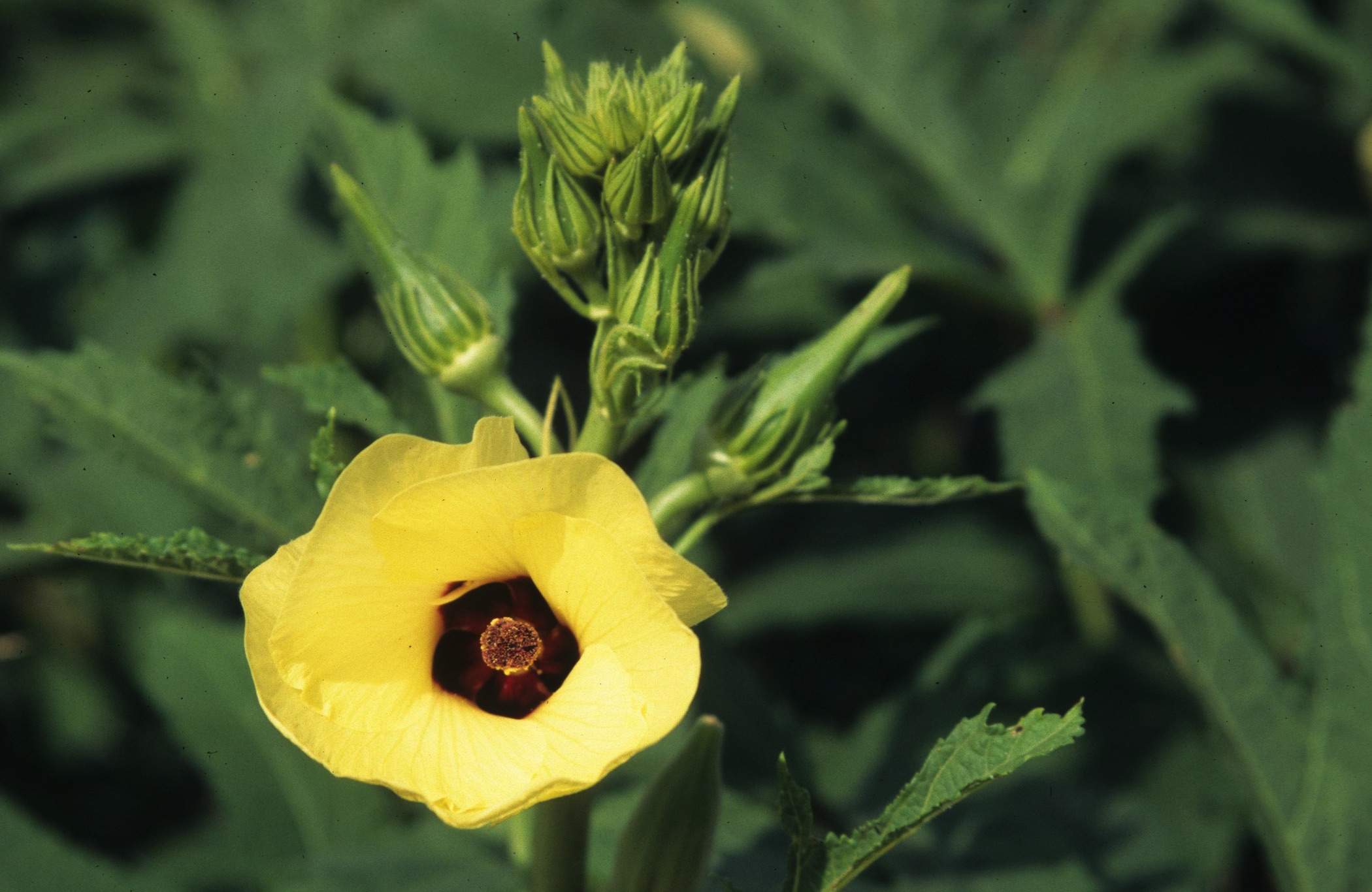 Photo of an okra plant and flower