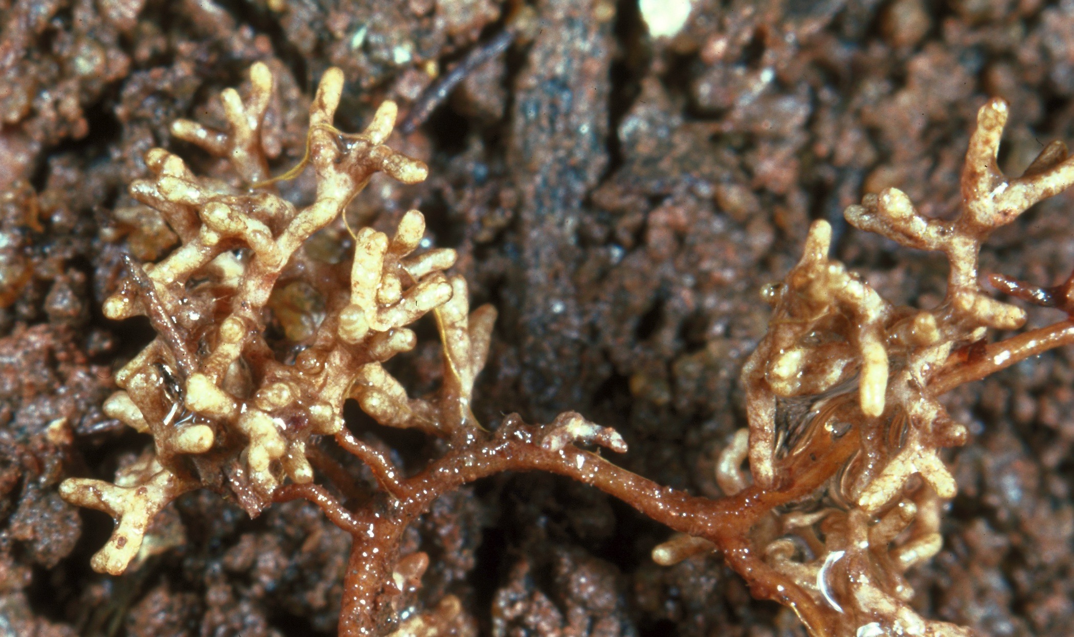 close-up photo of Mycorrhizae