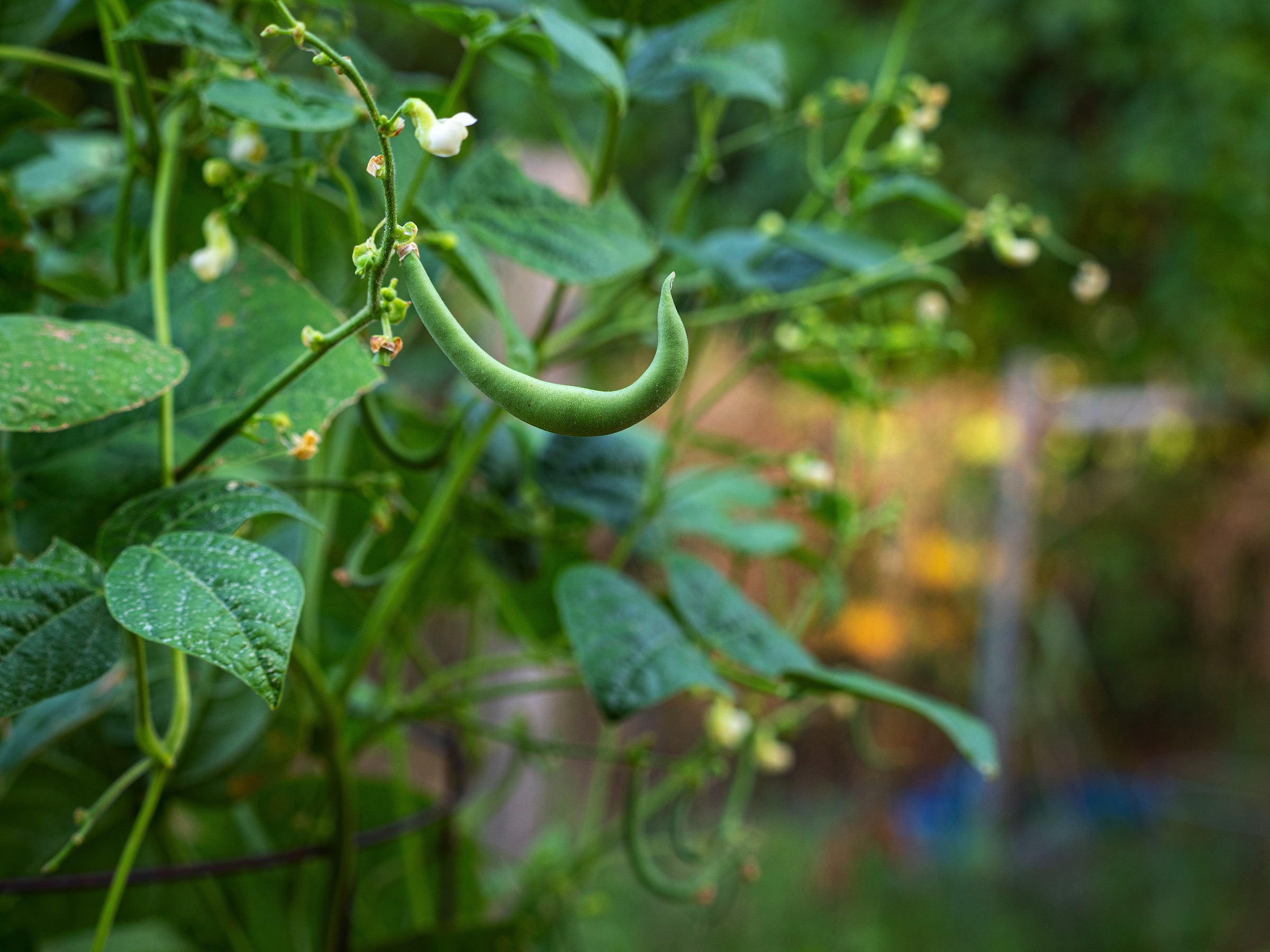 photo of a green bean on the vine