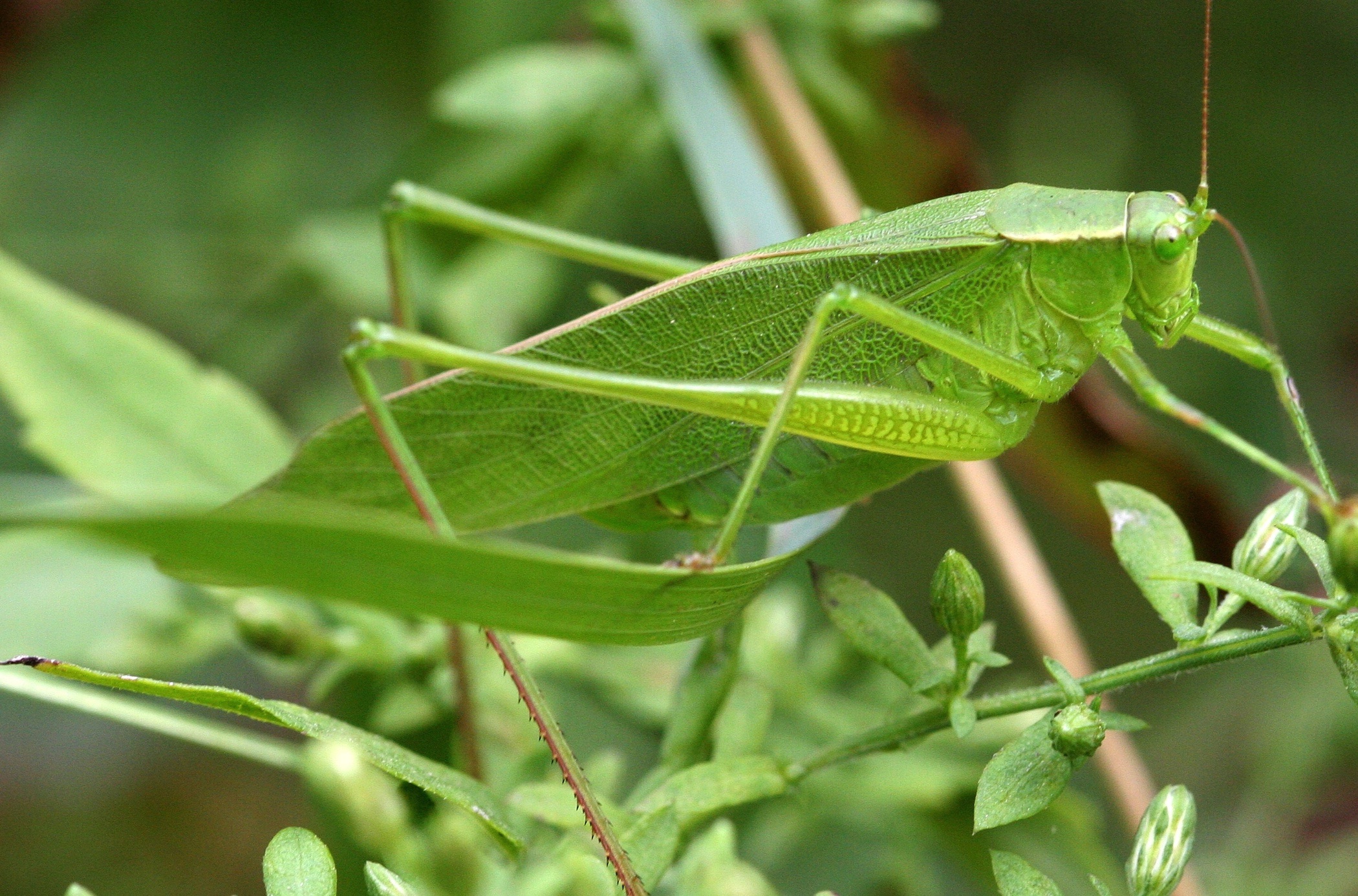 photo of a katydid