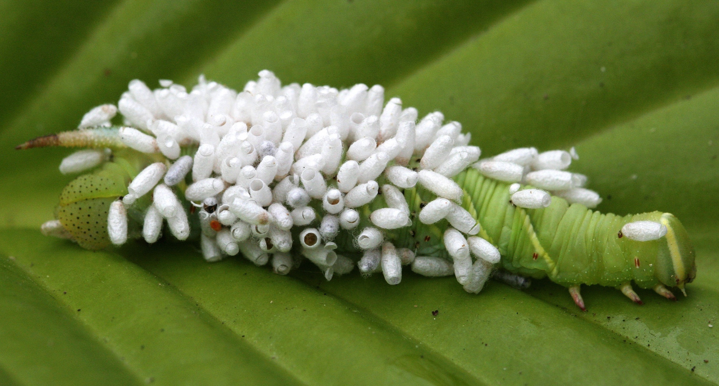 photo of a caterpillar hosting insect larvae