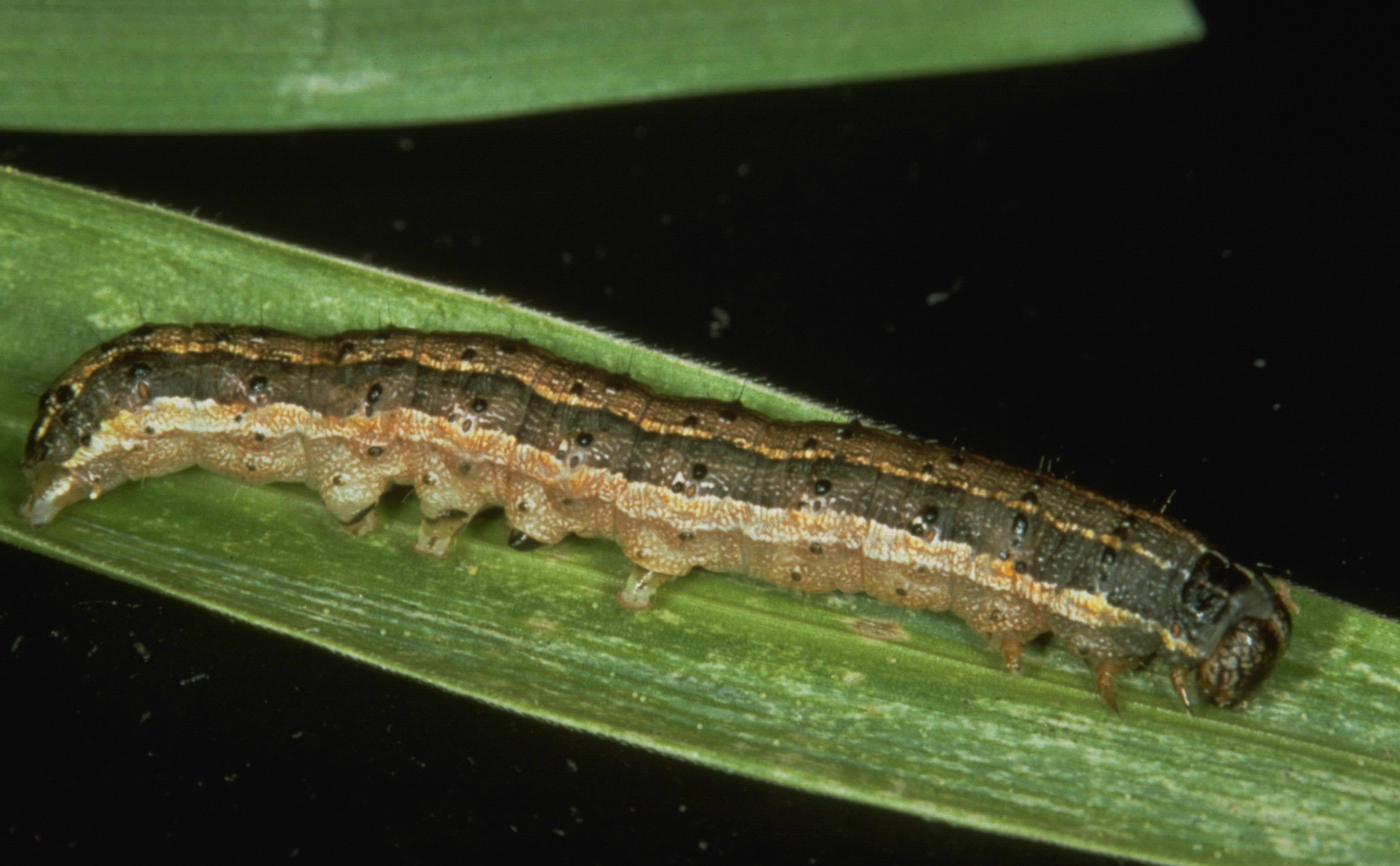 photo of an armyworm