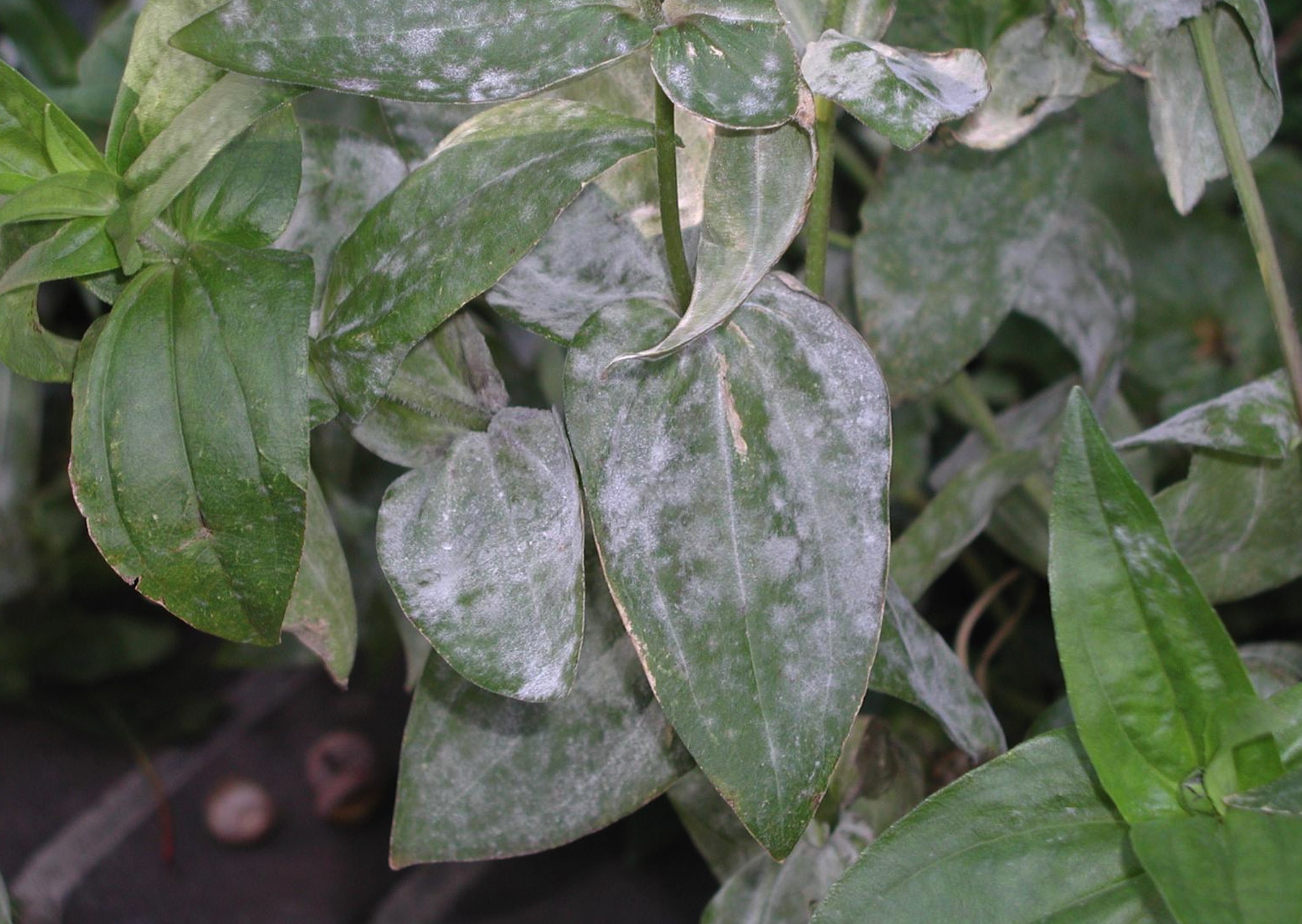 photo of powdery mildew on a peony