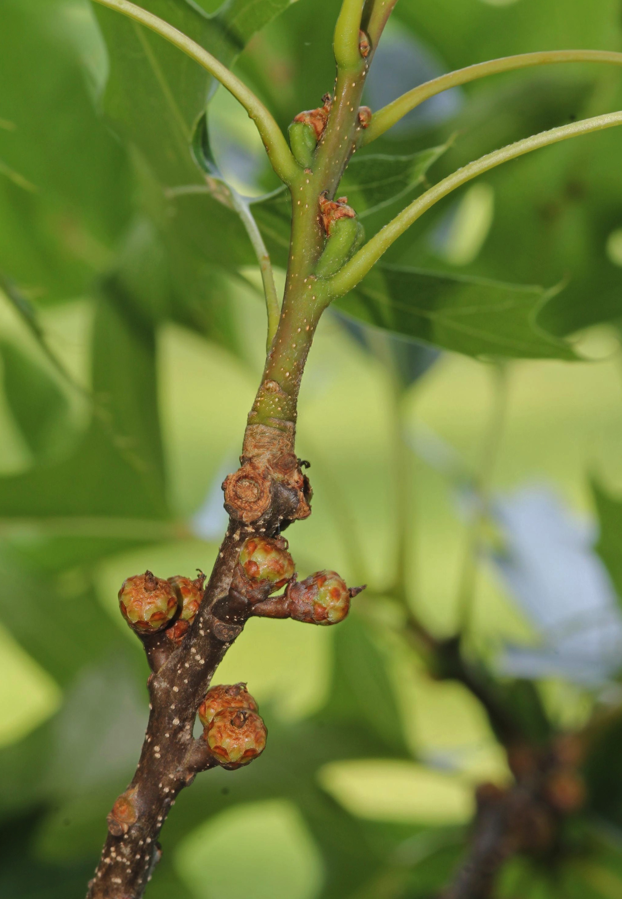 Photo of baby acorns on a branch