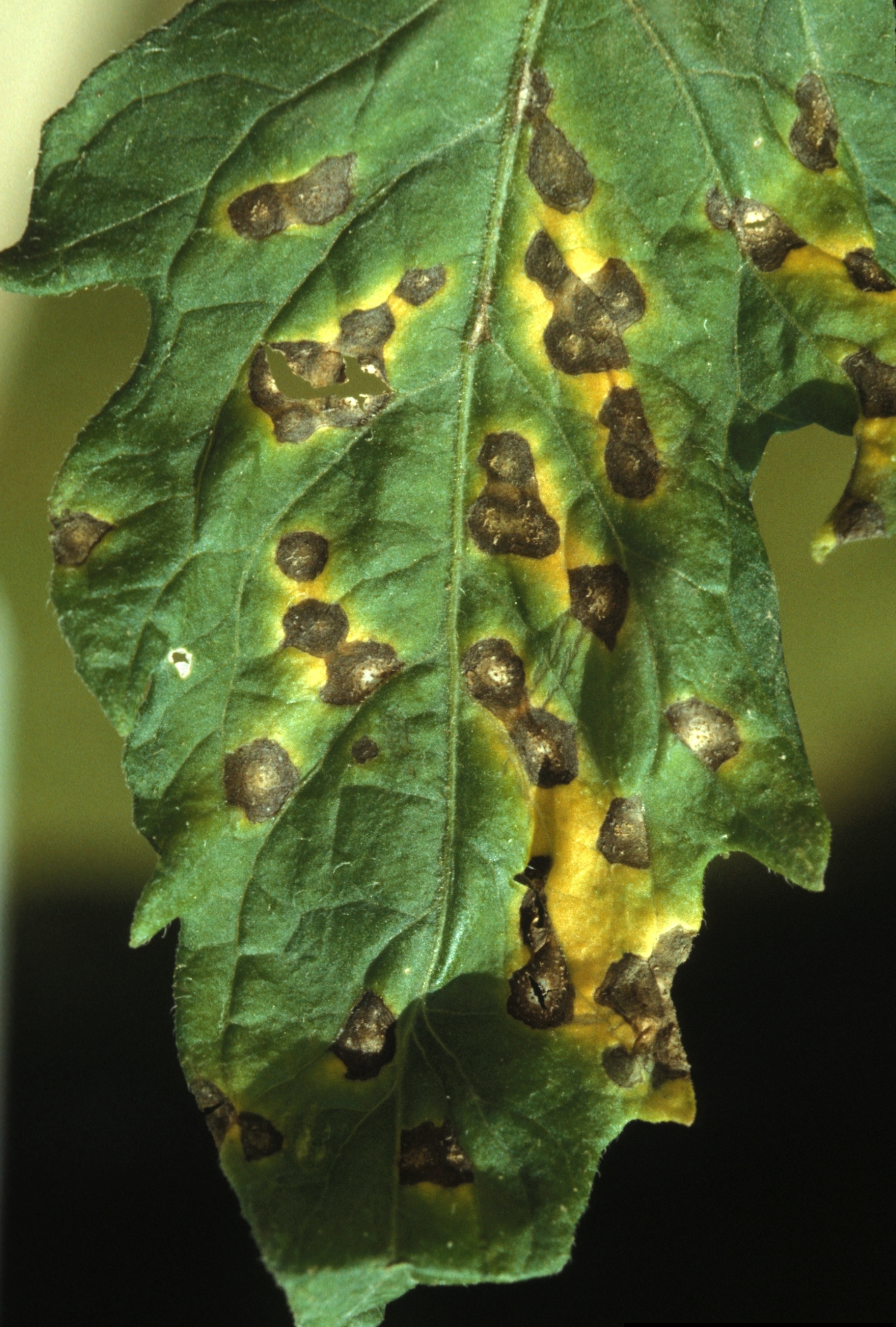 photo of disease on a plant leaf