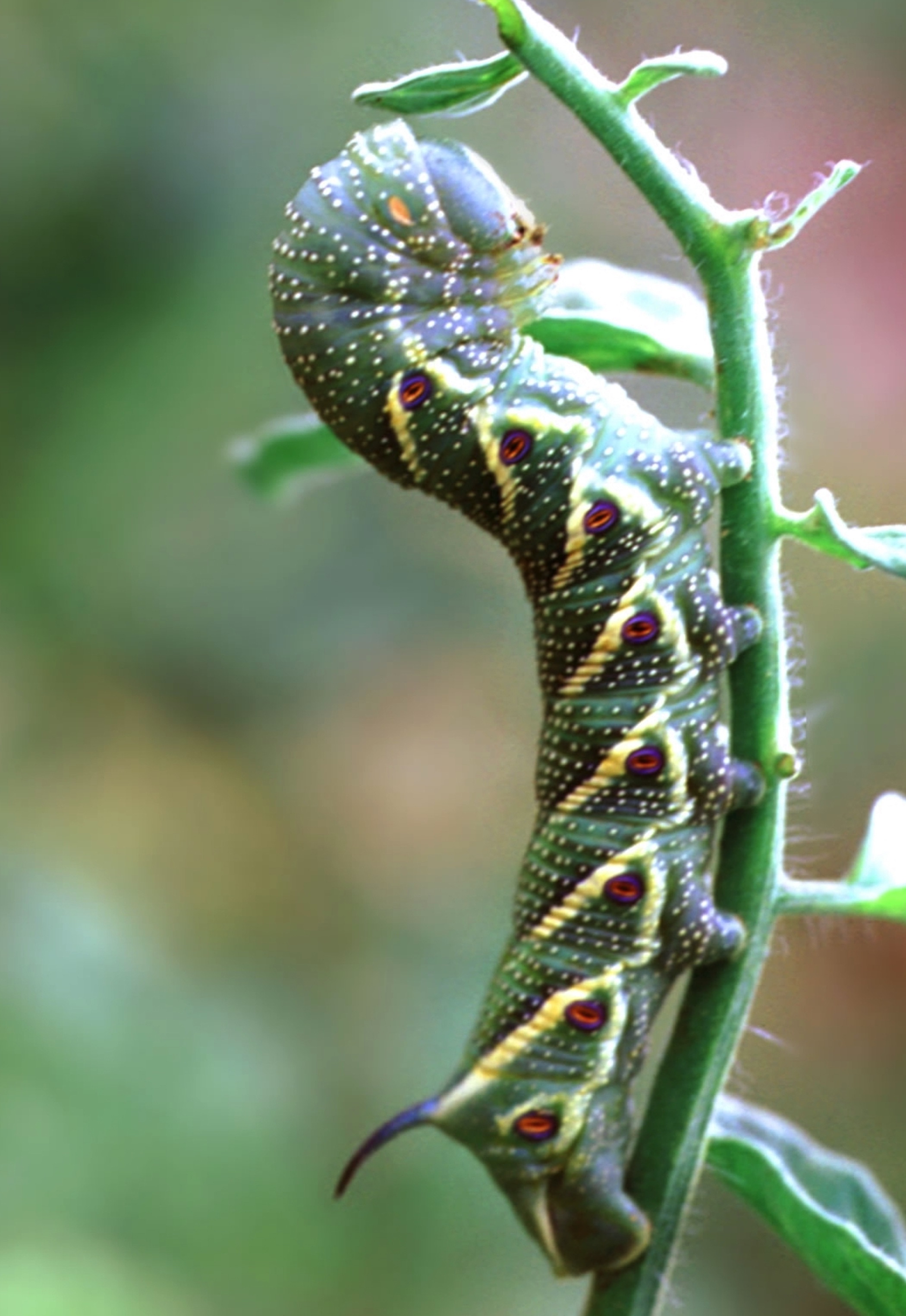 caterpillar eating plant