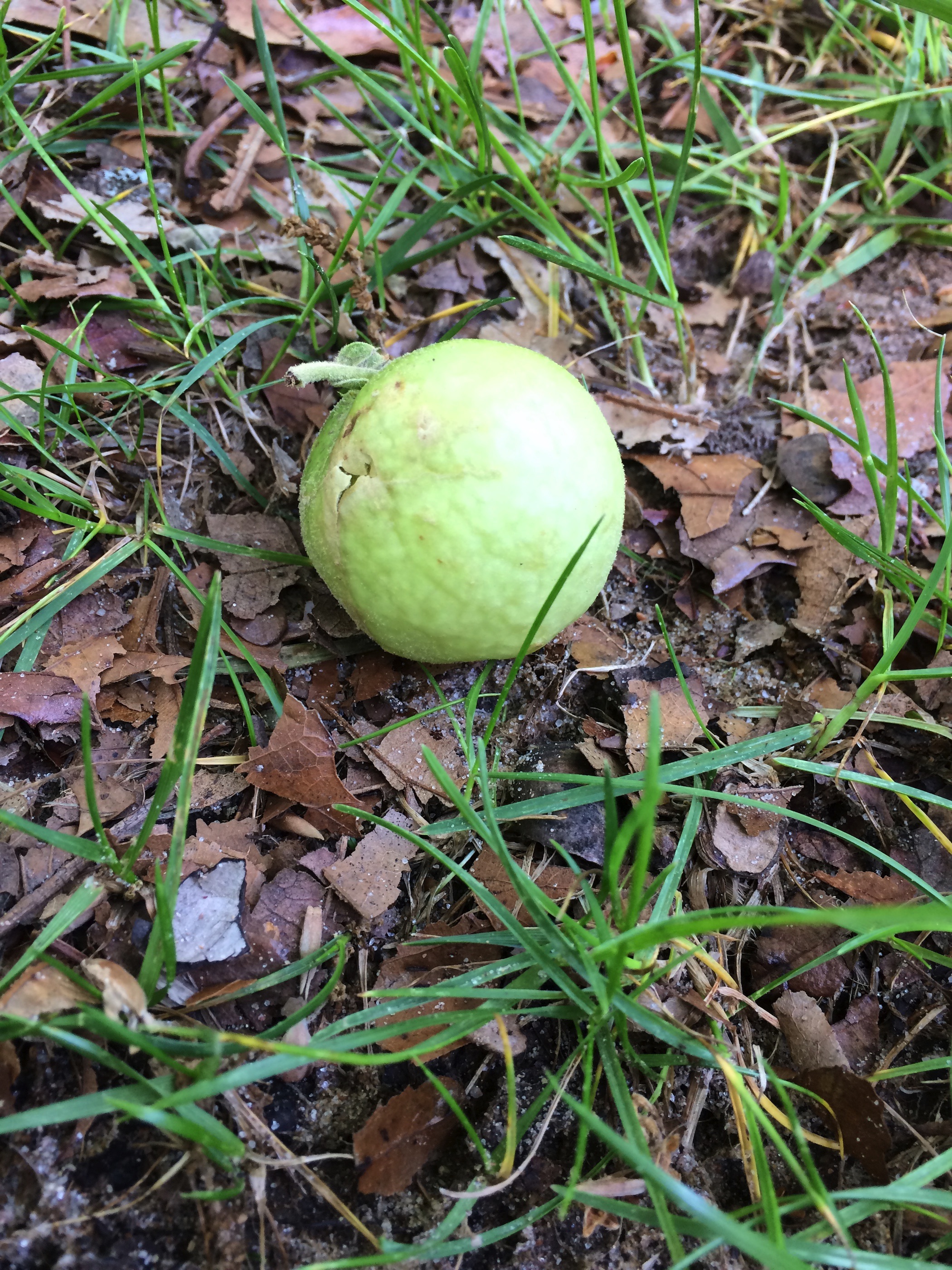 photo of an Oak Apple Gall