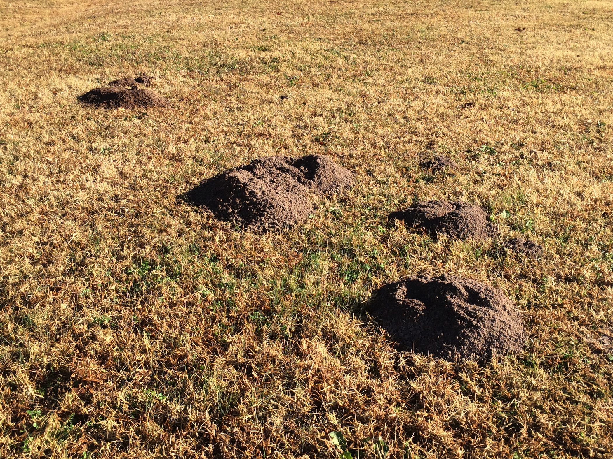 gopher mounds