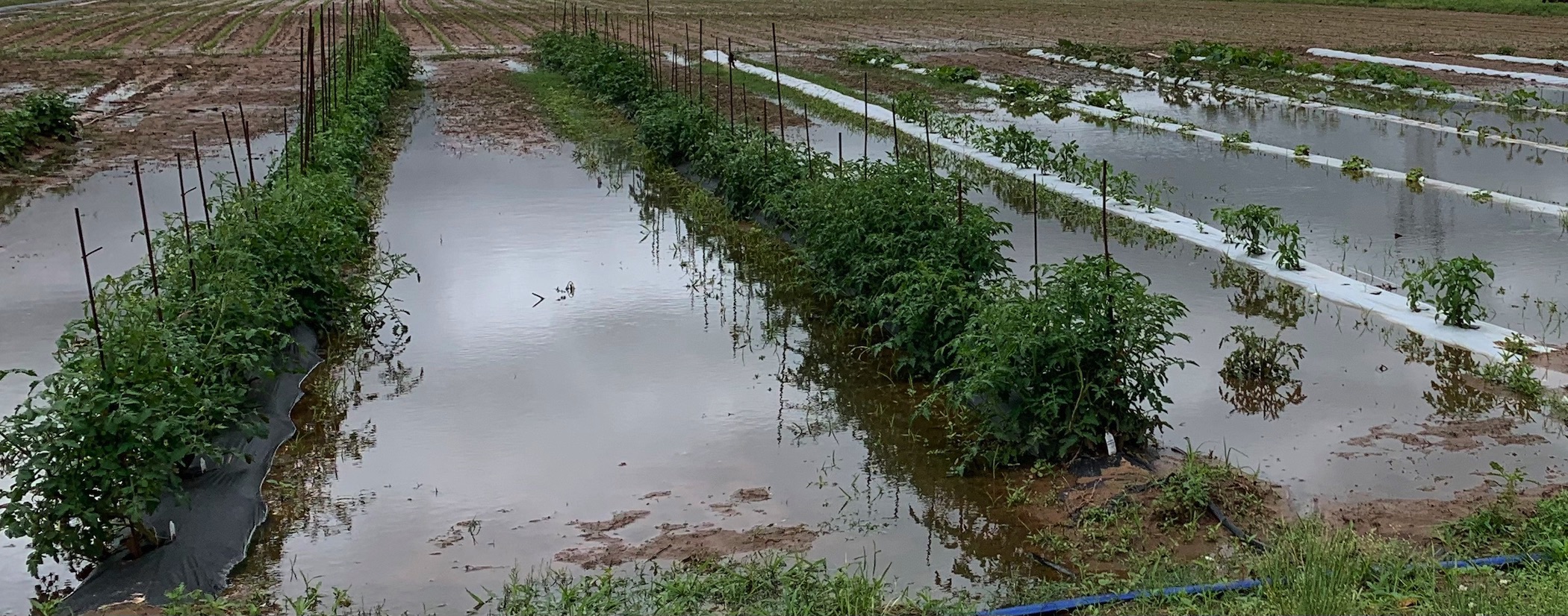 Standing water in vegetable garden