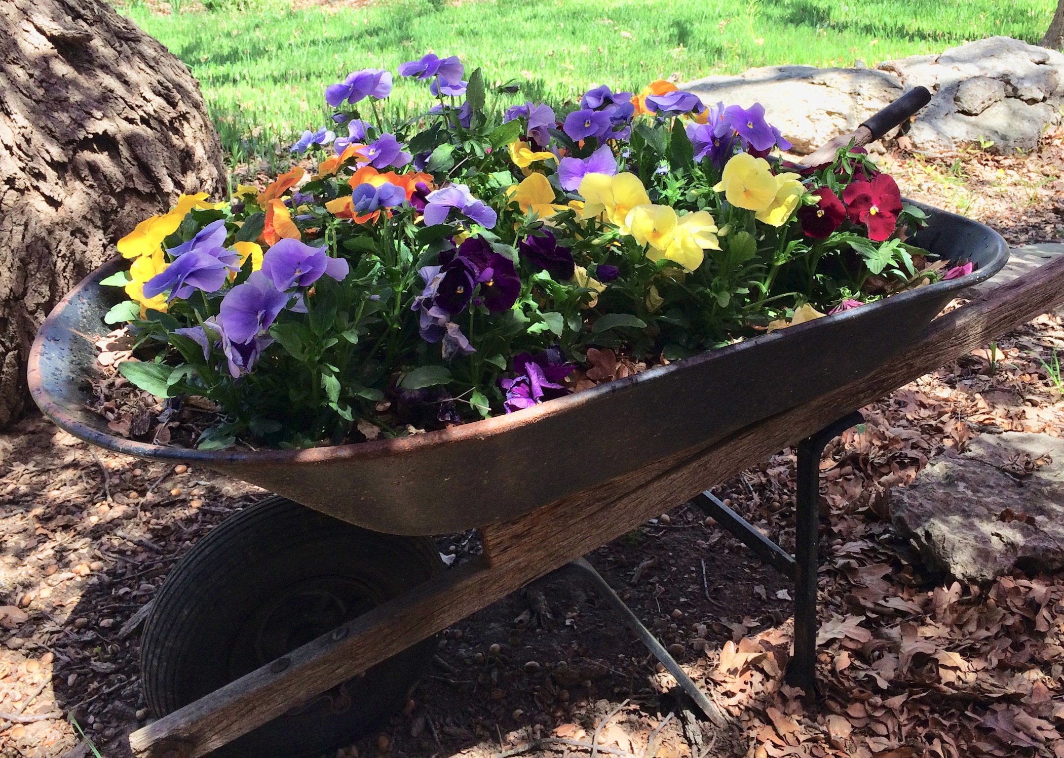 Photoi of pansies in a wheel barrow 