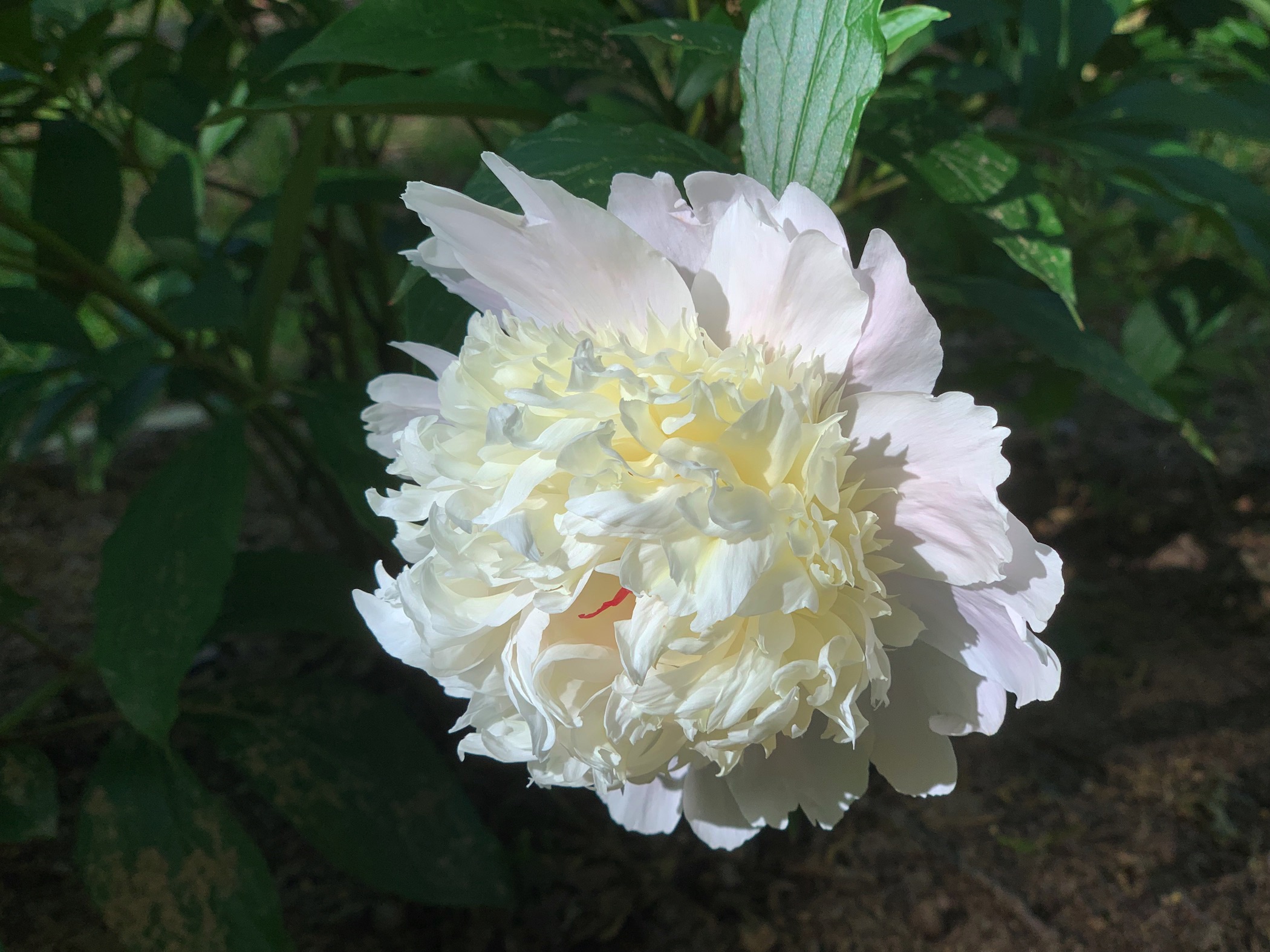 Photo of a white flower on a peony plant. 