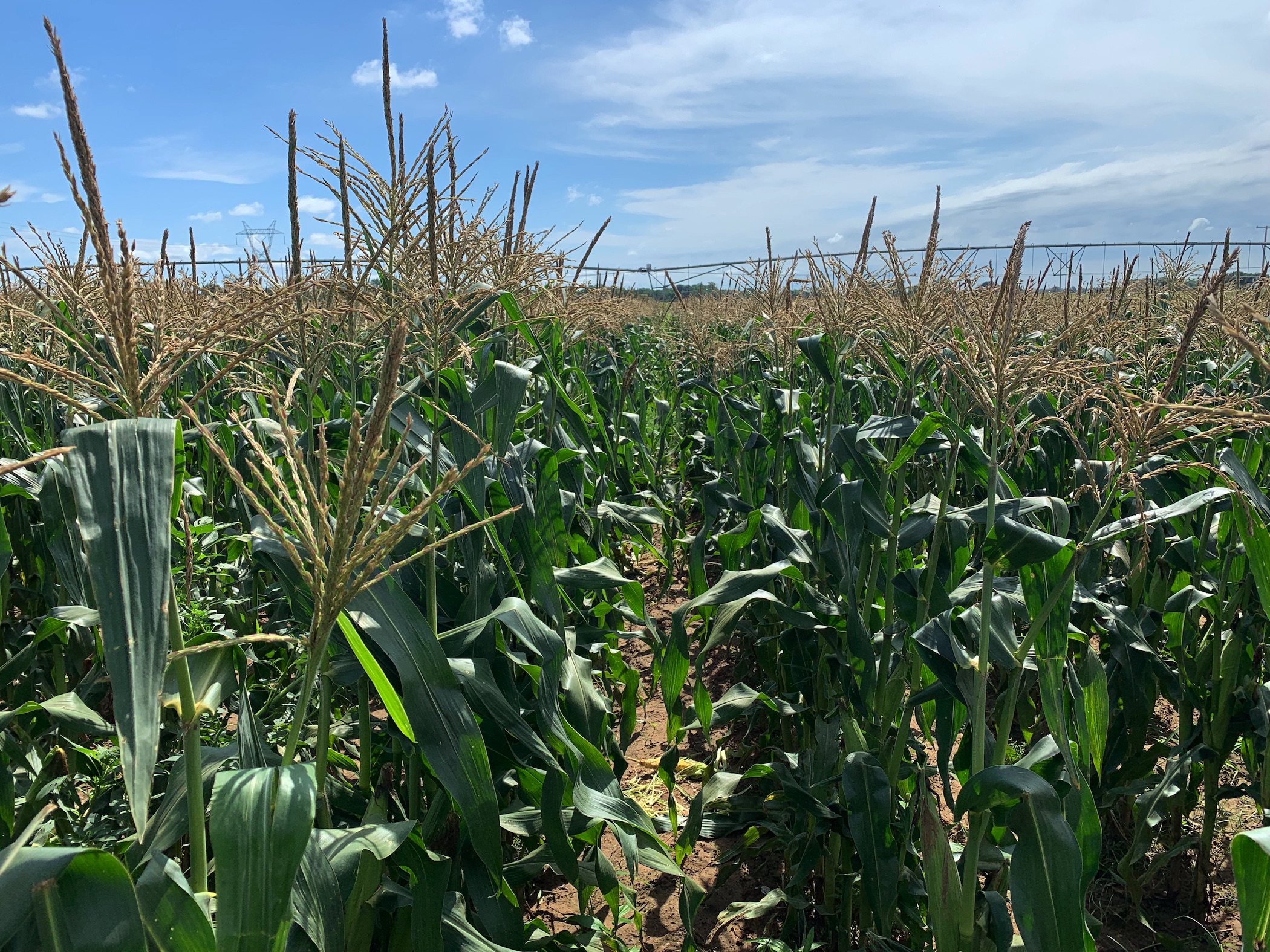 photo of corn growing 