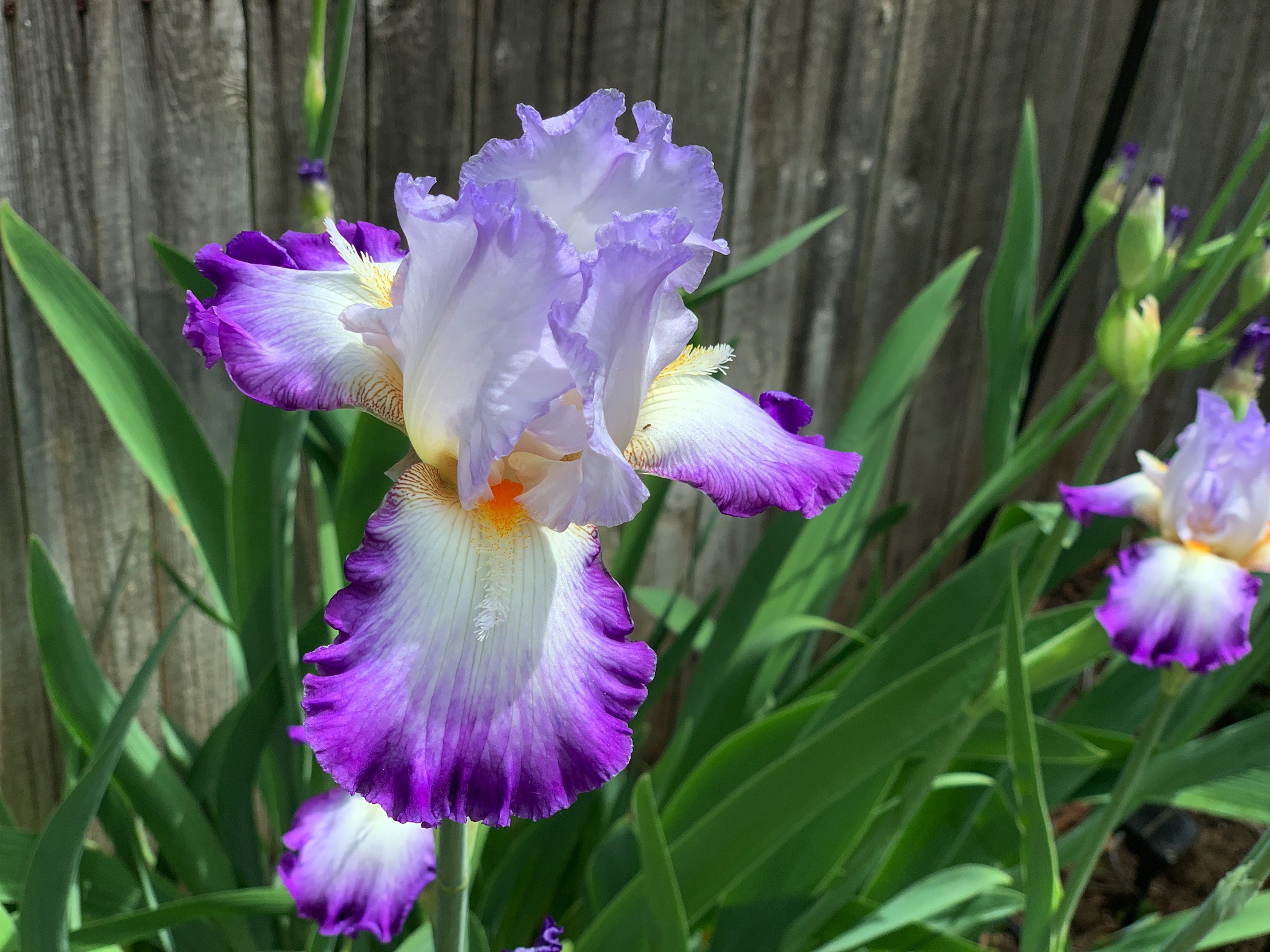 Photo of an Iris in bloom