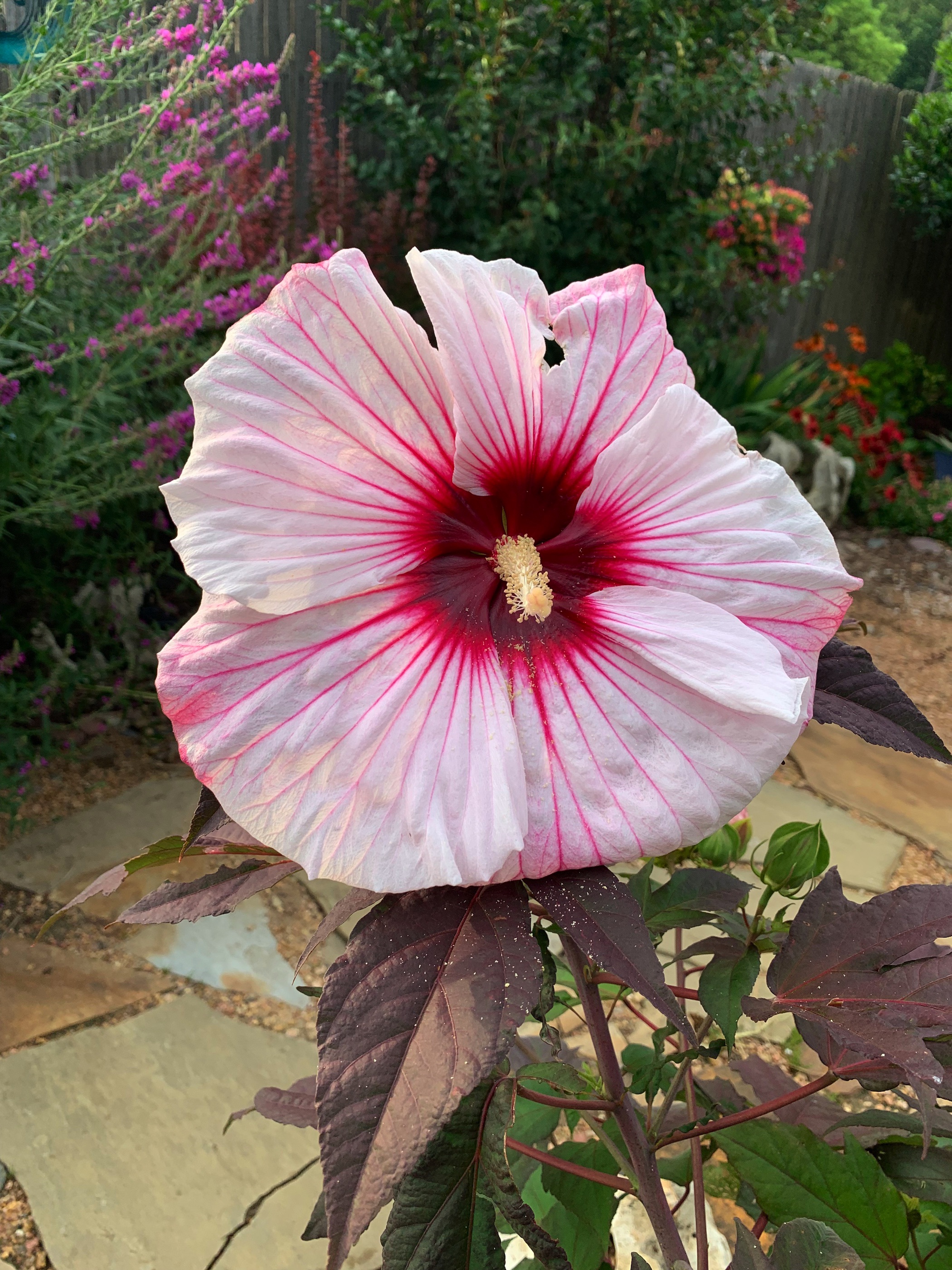 photo of a hibiscus flower