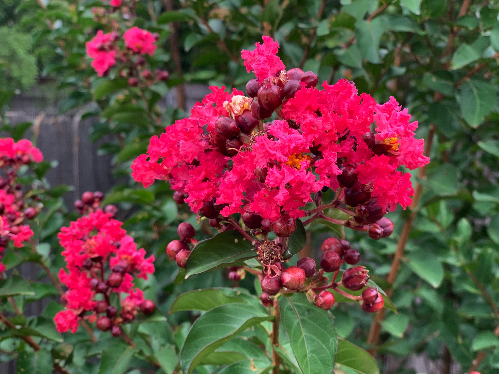 photo of crapemyrtle flowers