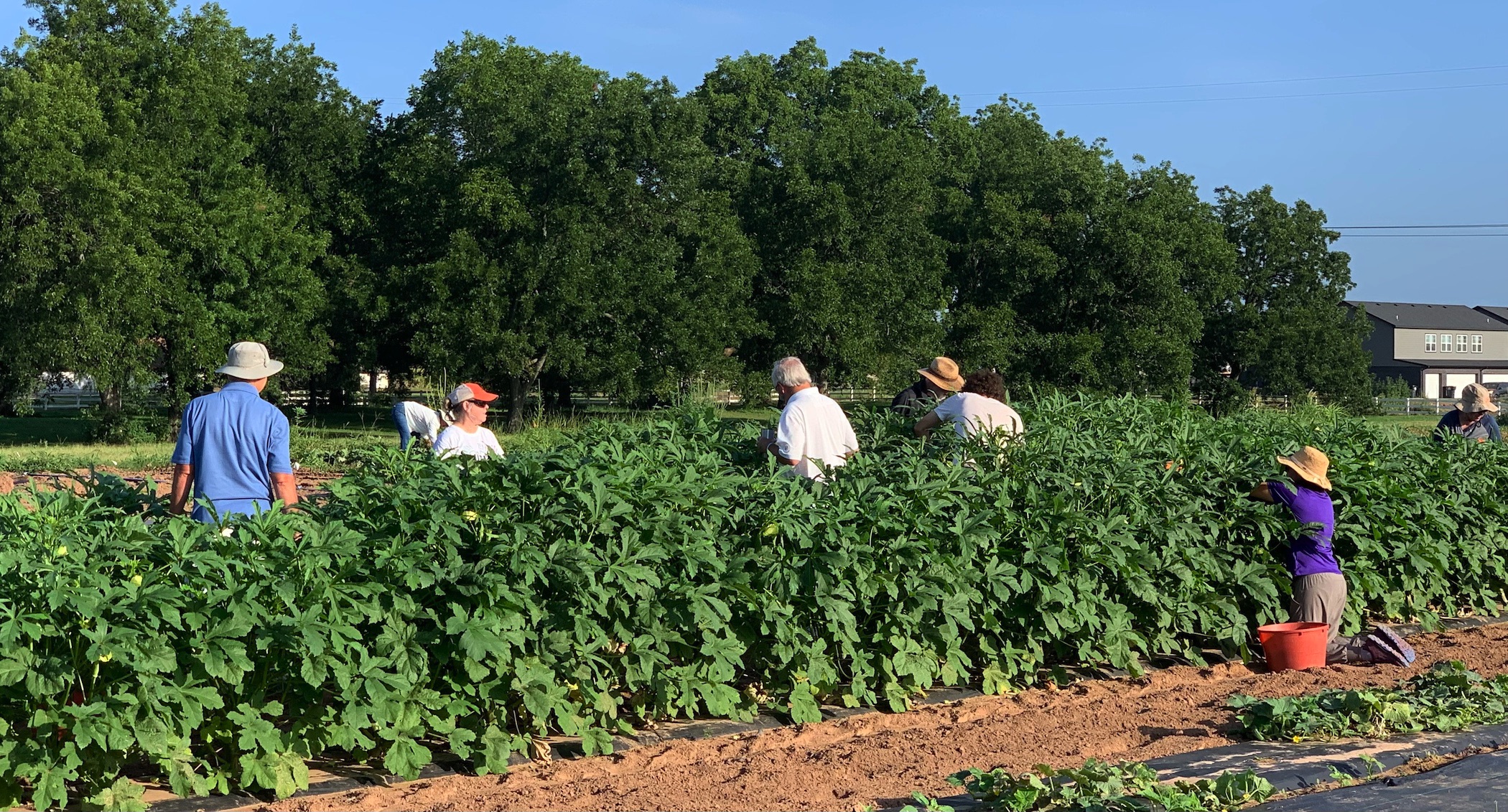 photo of Tulsa Master Gardeners harvesting okra