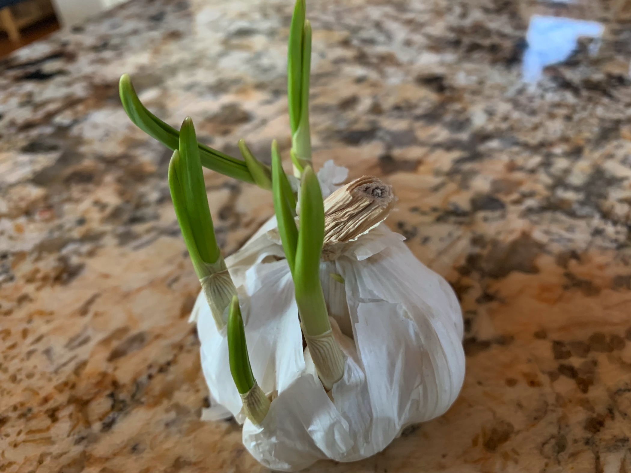 photo of garlic that was in the refridgerator too long