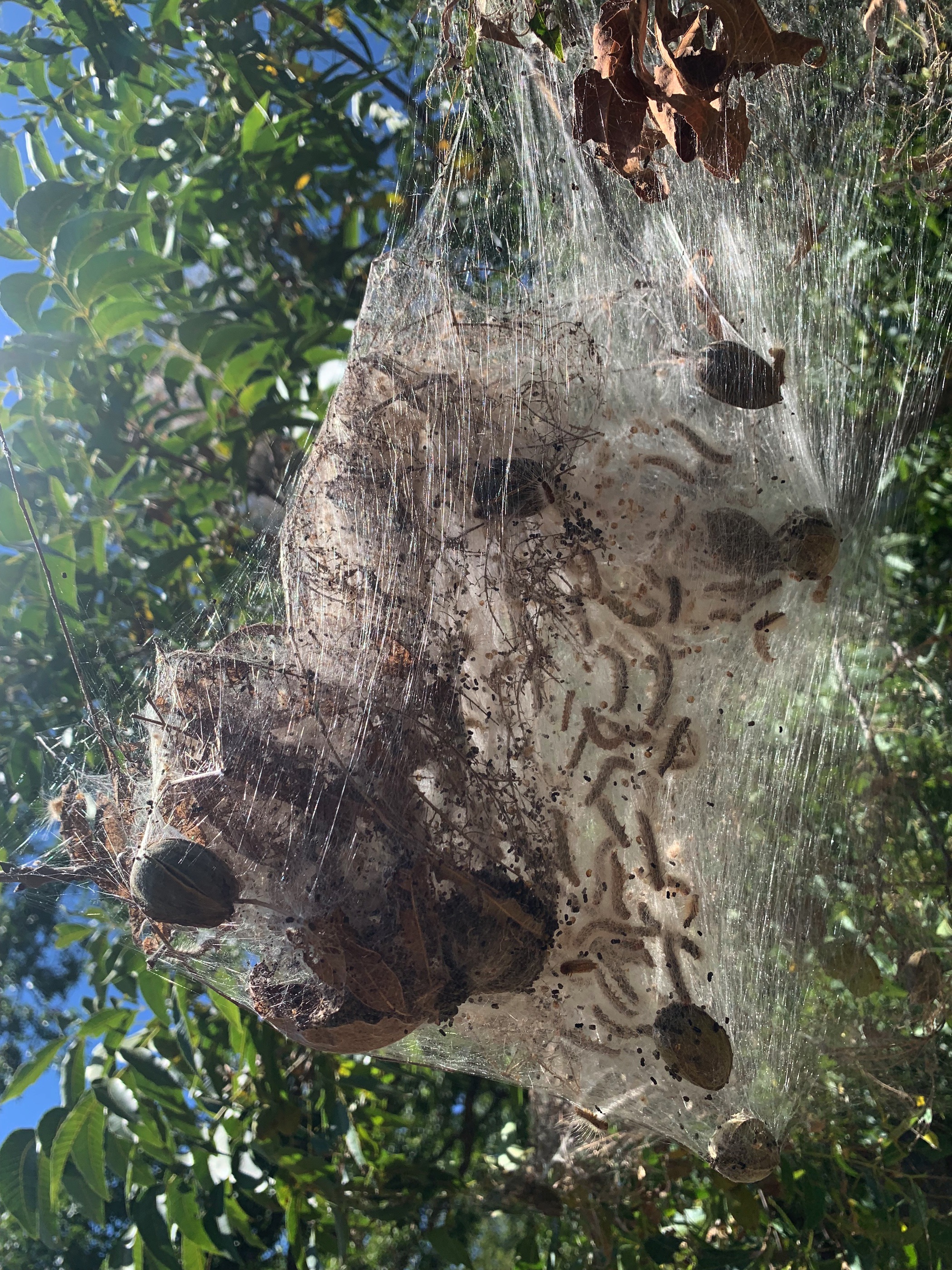 Photo of webworms insied of their web