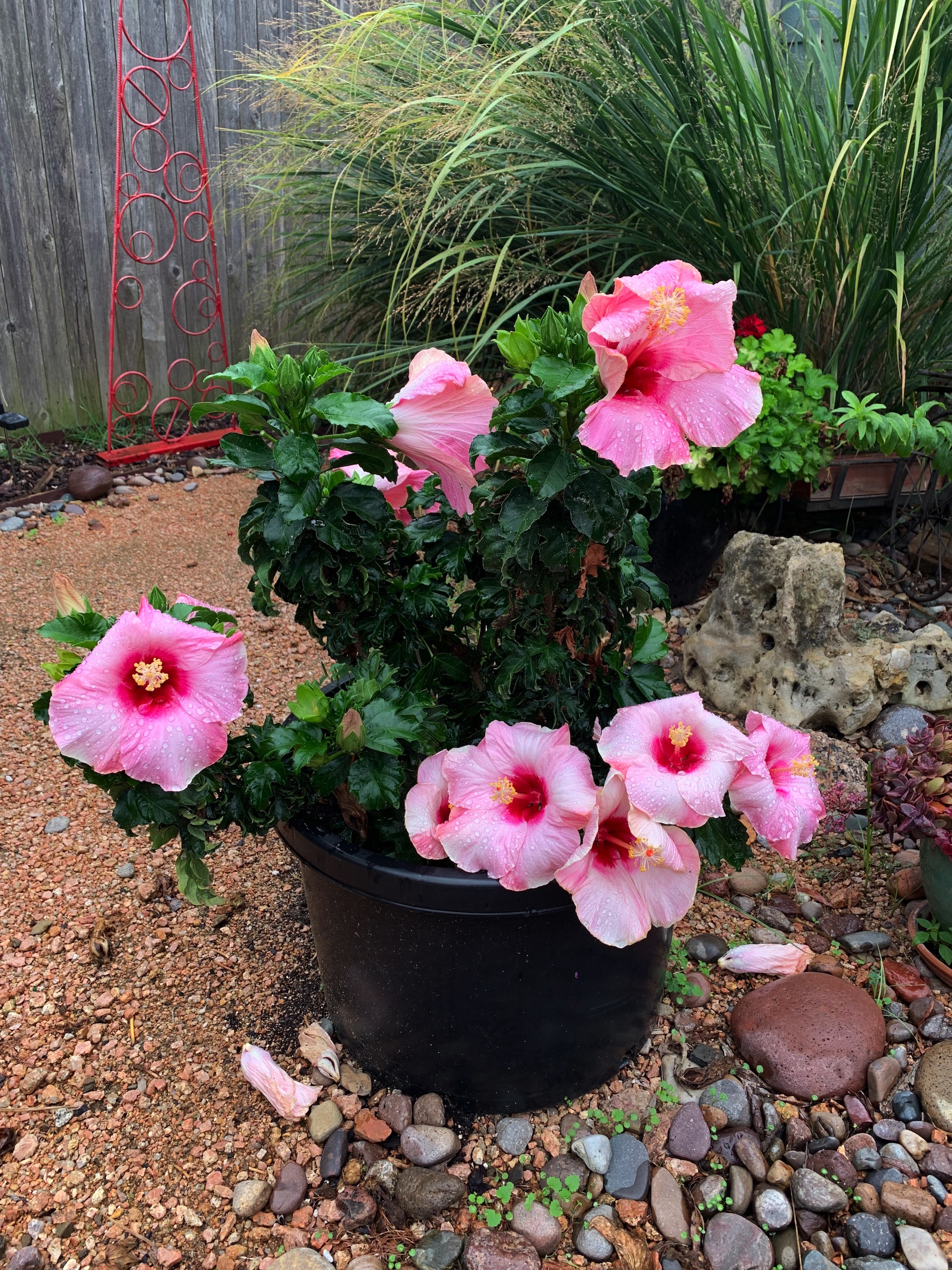 phot of a tropical hibiscus