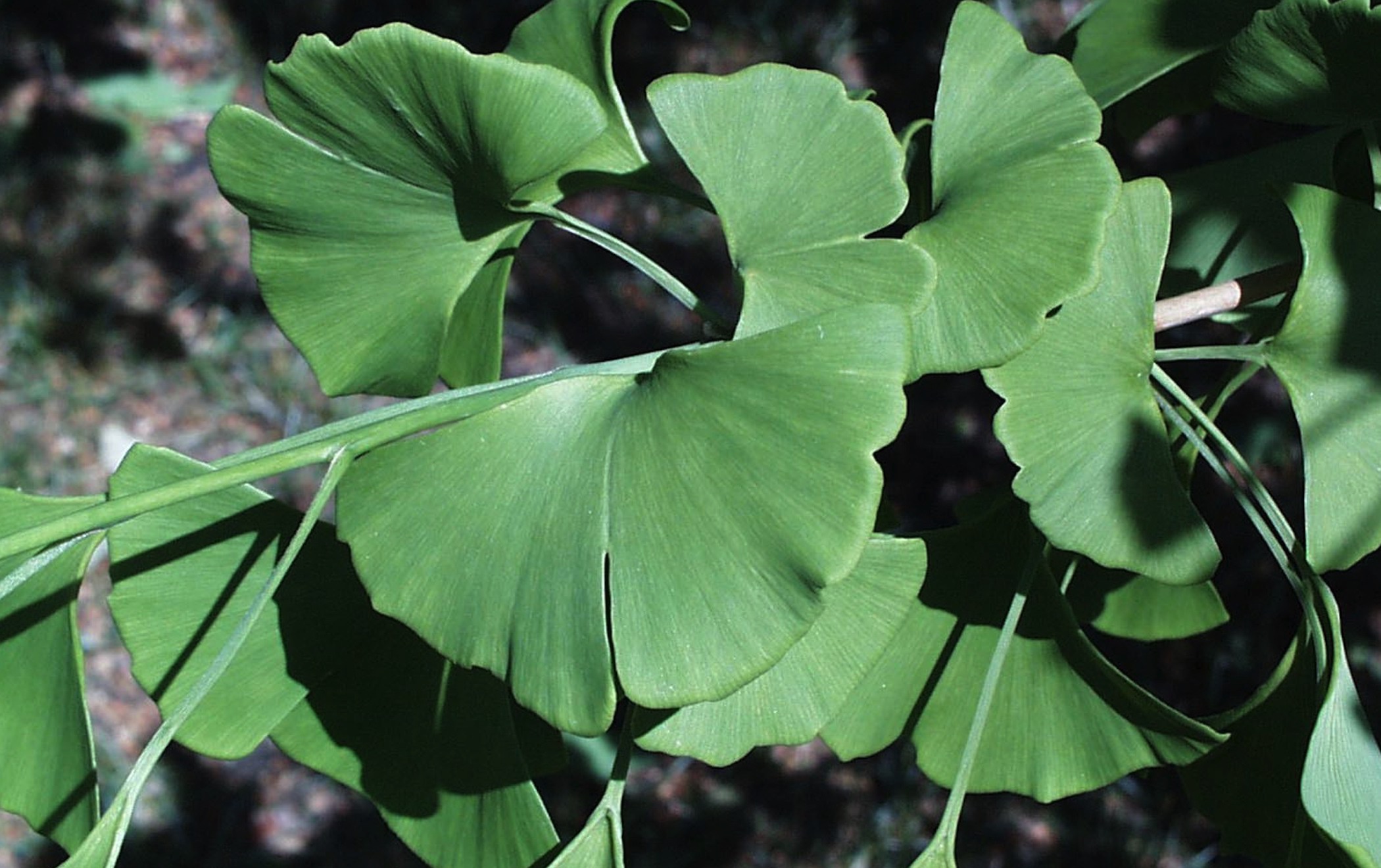 Ginko tree leaves