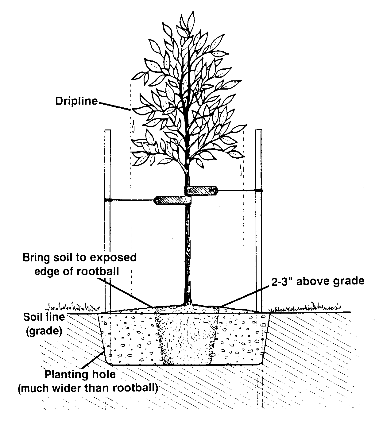 Diagram of how to plant a tree properly