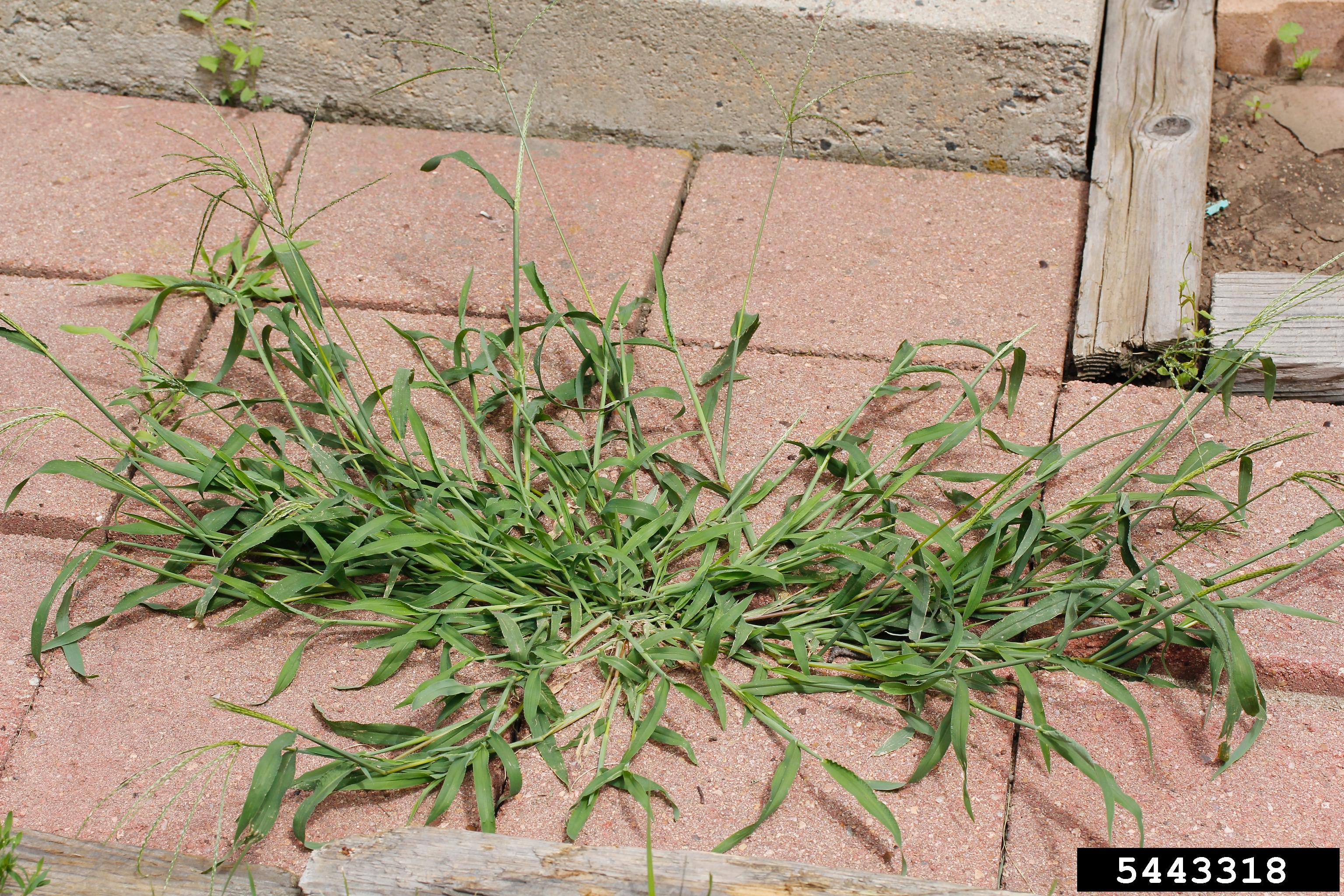 Photo of crabgrass