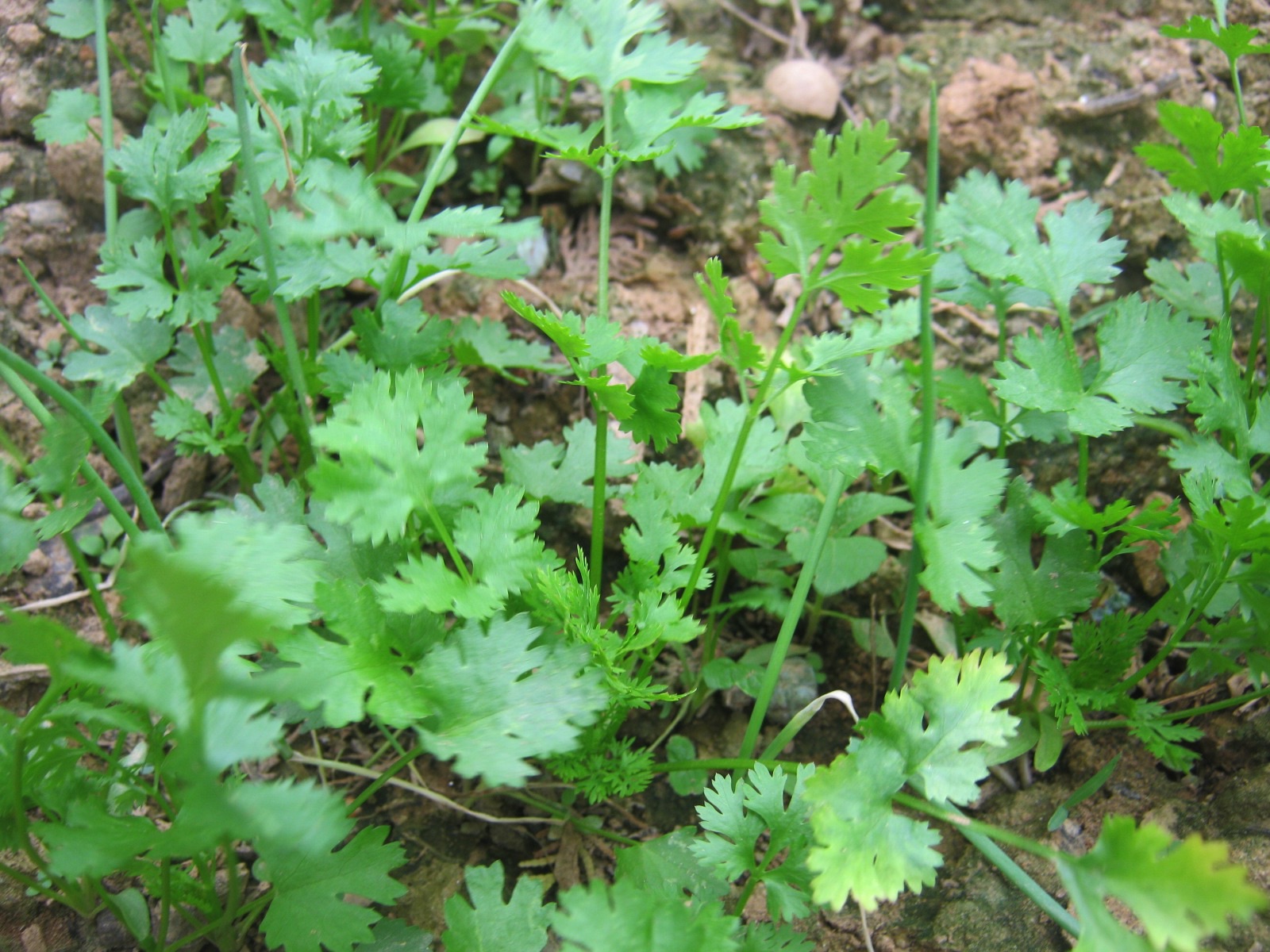 photo of coriander