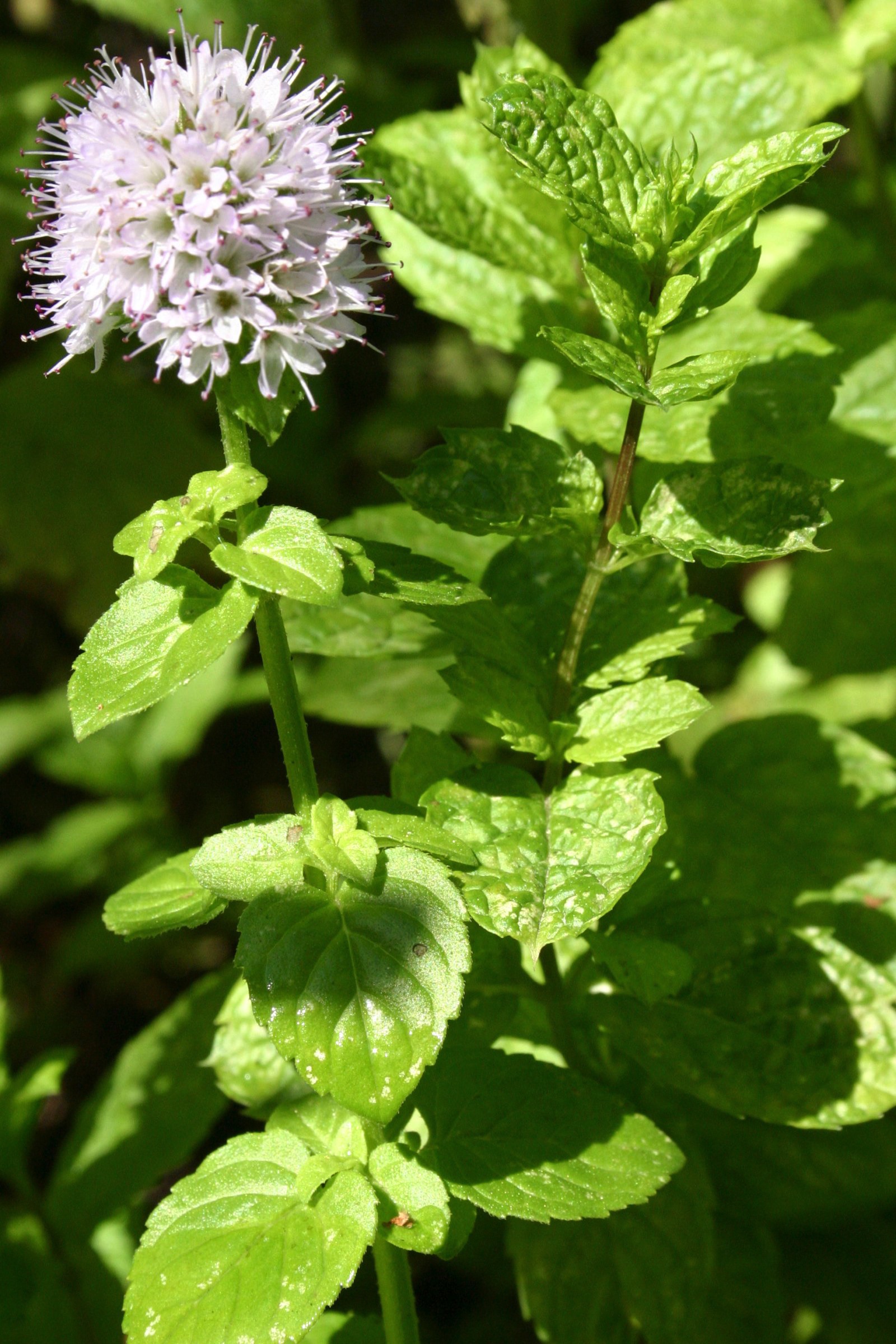 photo of mint