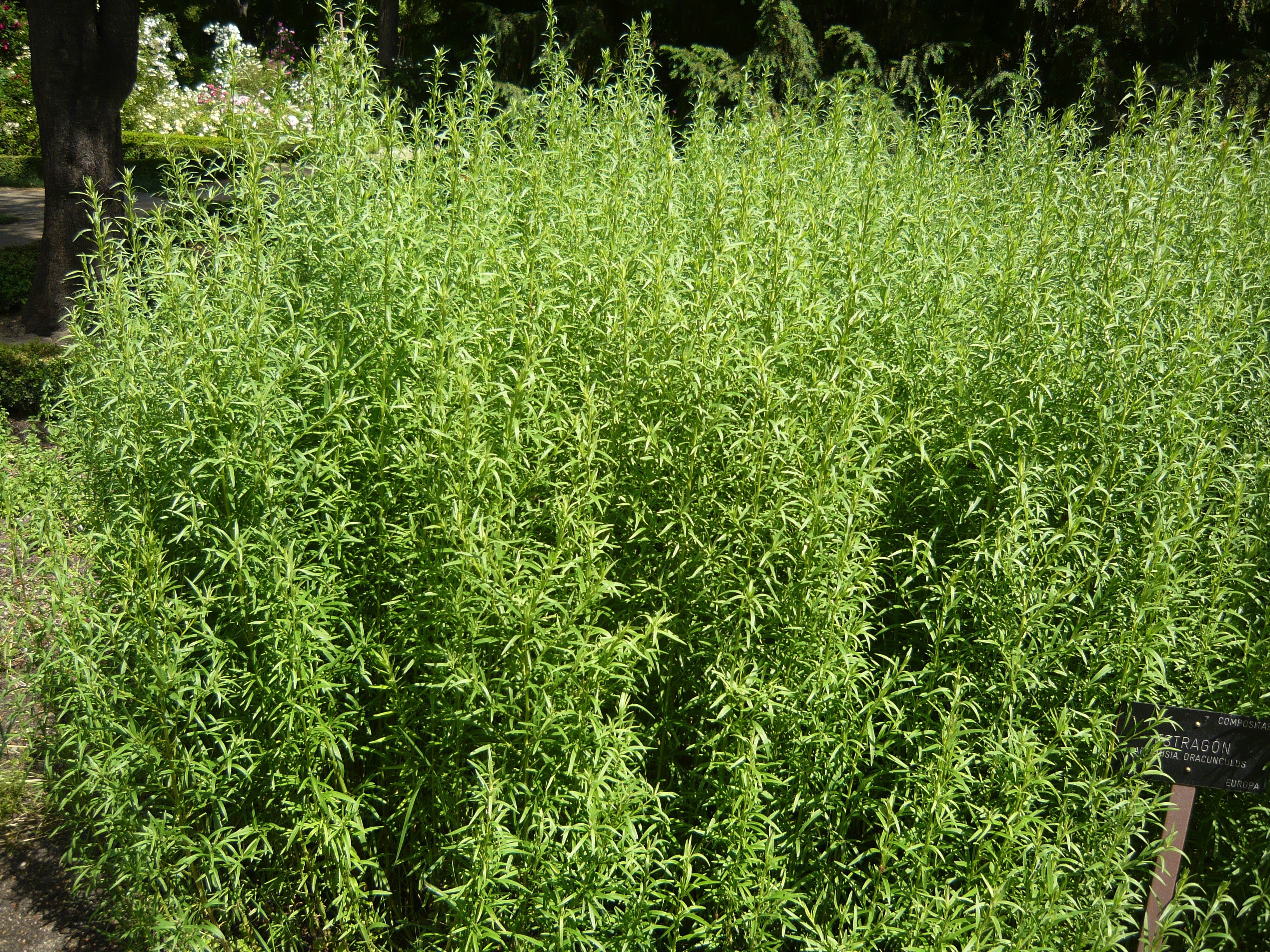 photo of tarragon