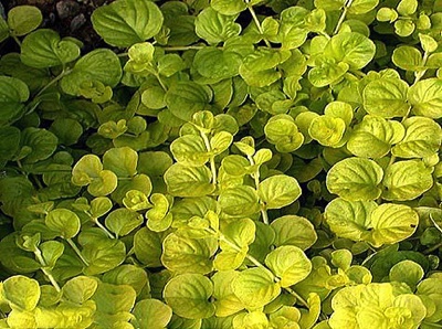 22+ Ground Cover Plants For Oklahoma