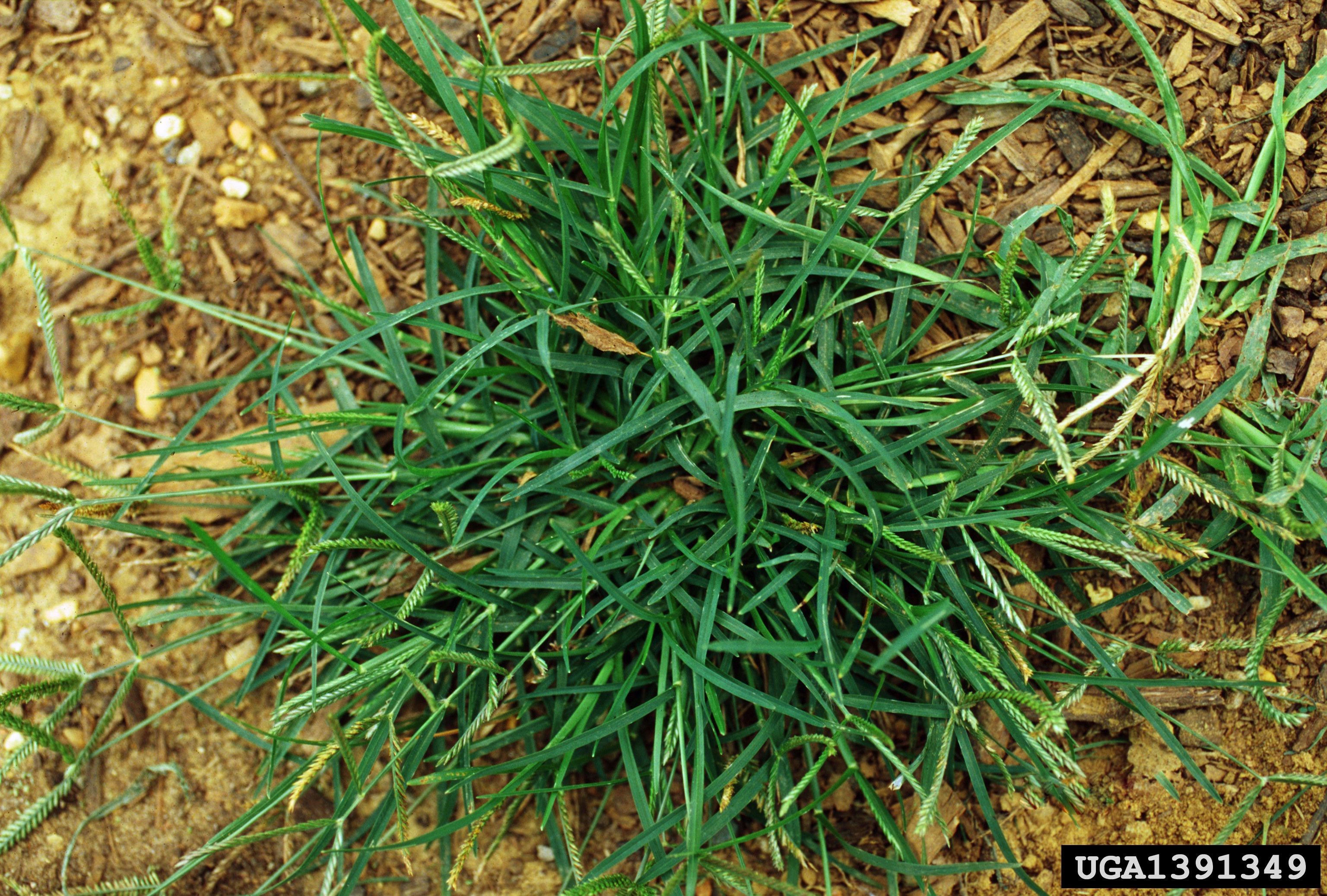 click on button for info on goosegrass