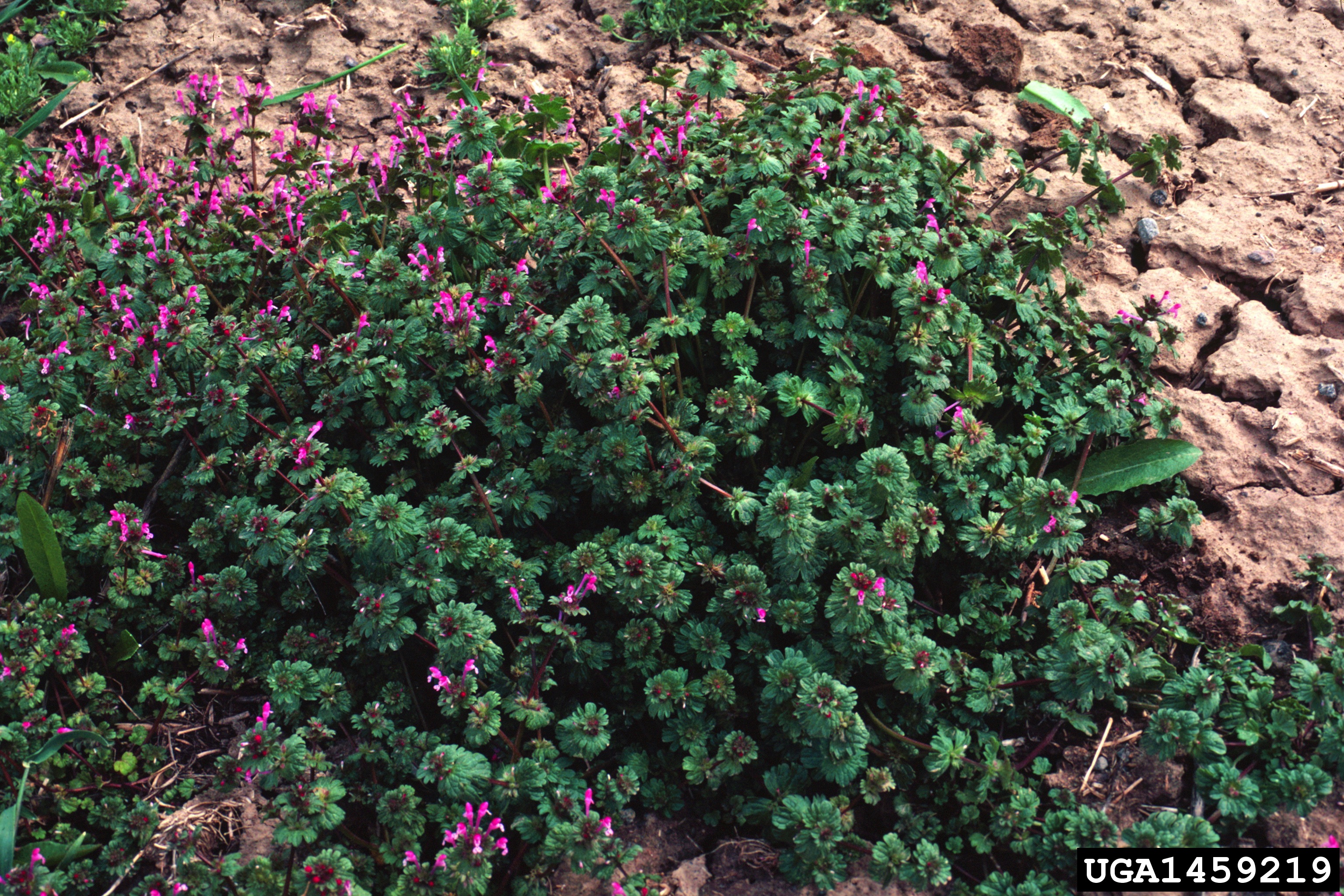 click on button for info on Henbit