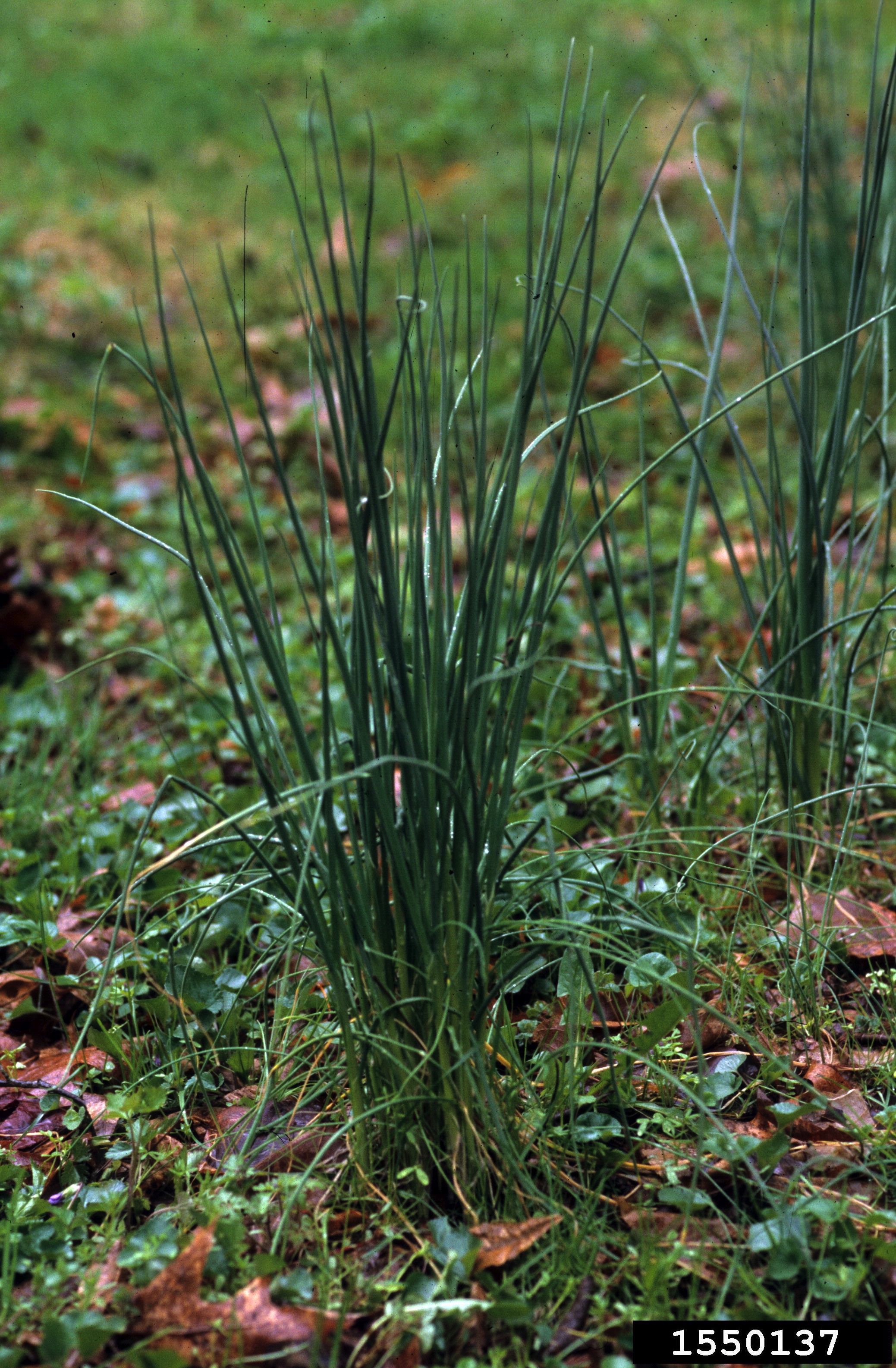 click on button for info on Wild Garlic