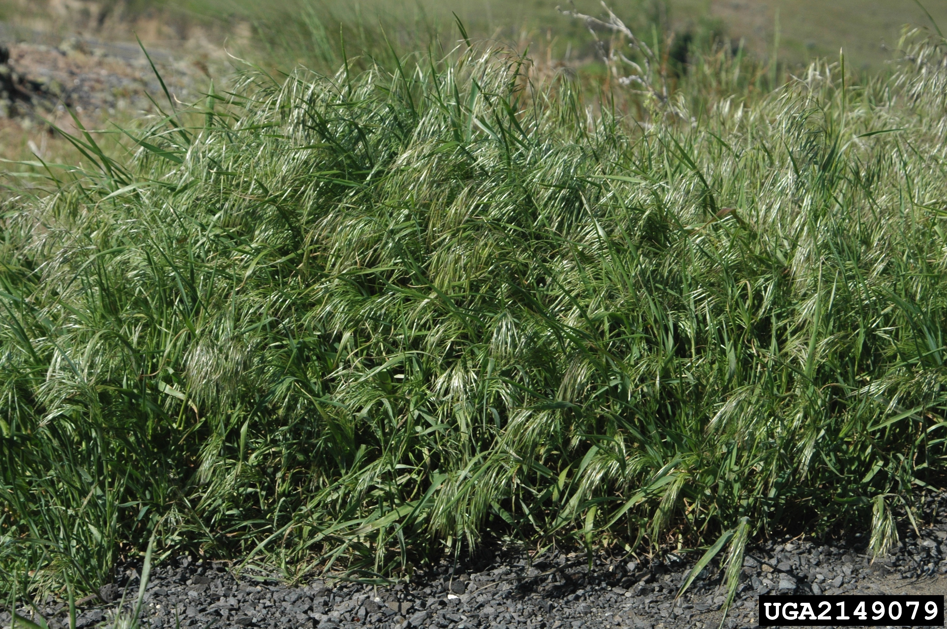 click on button for info on cheatgrass