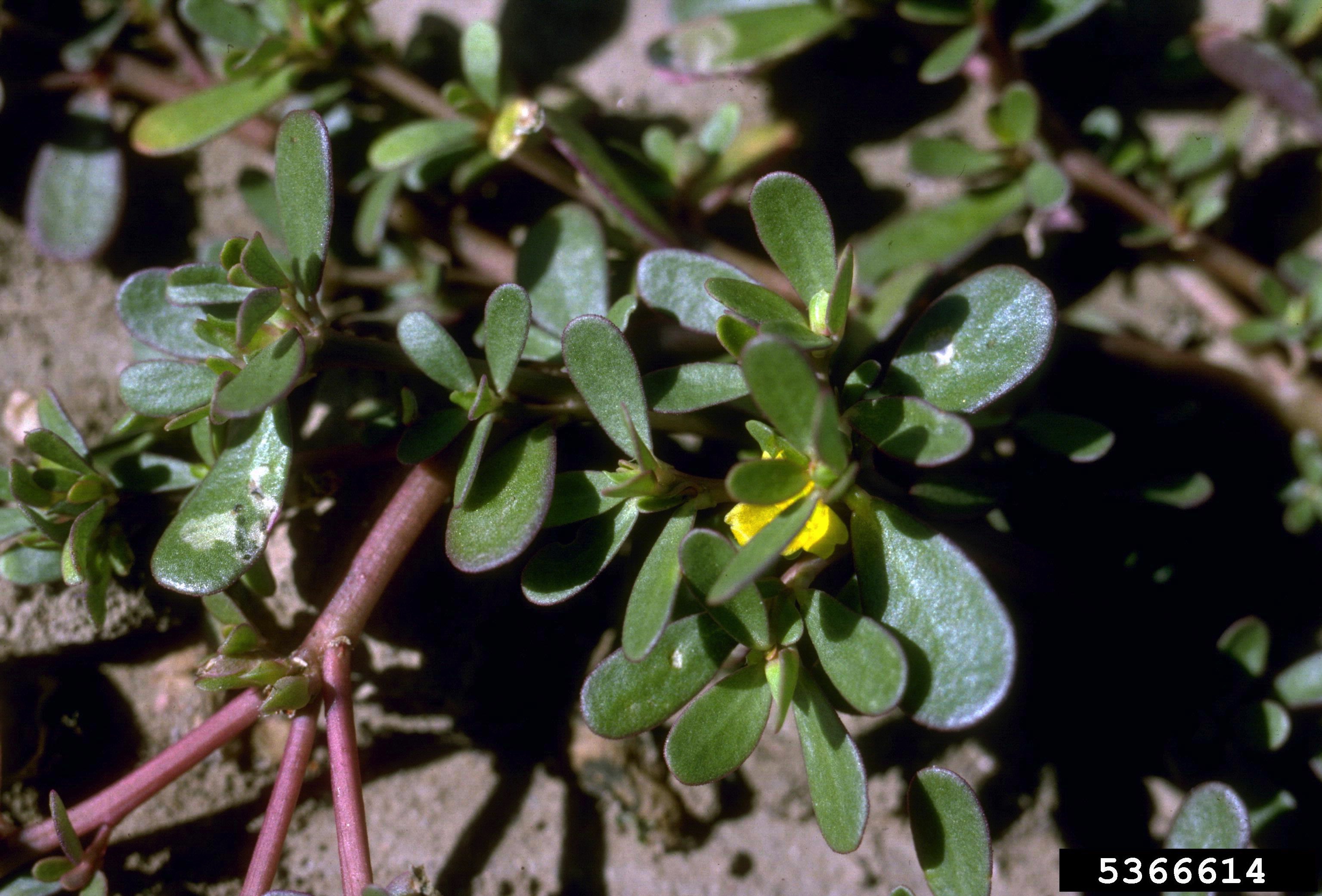 click on button for info on common purslane