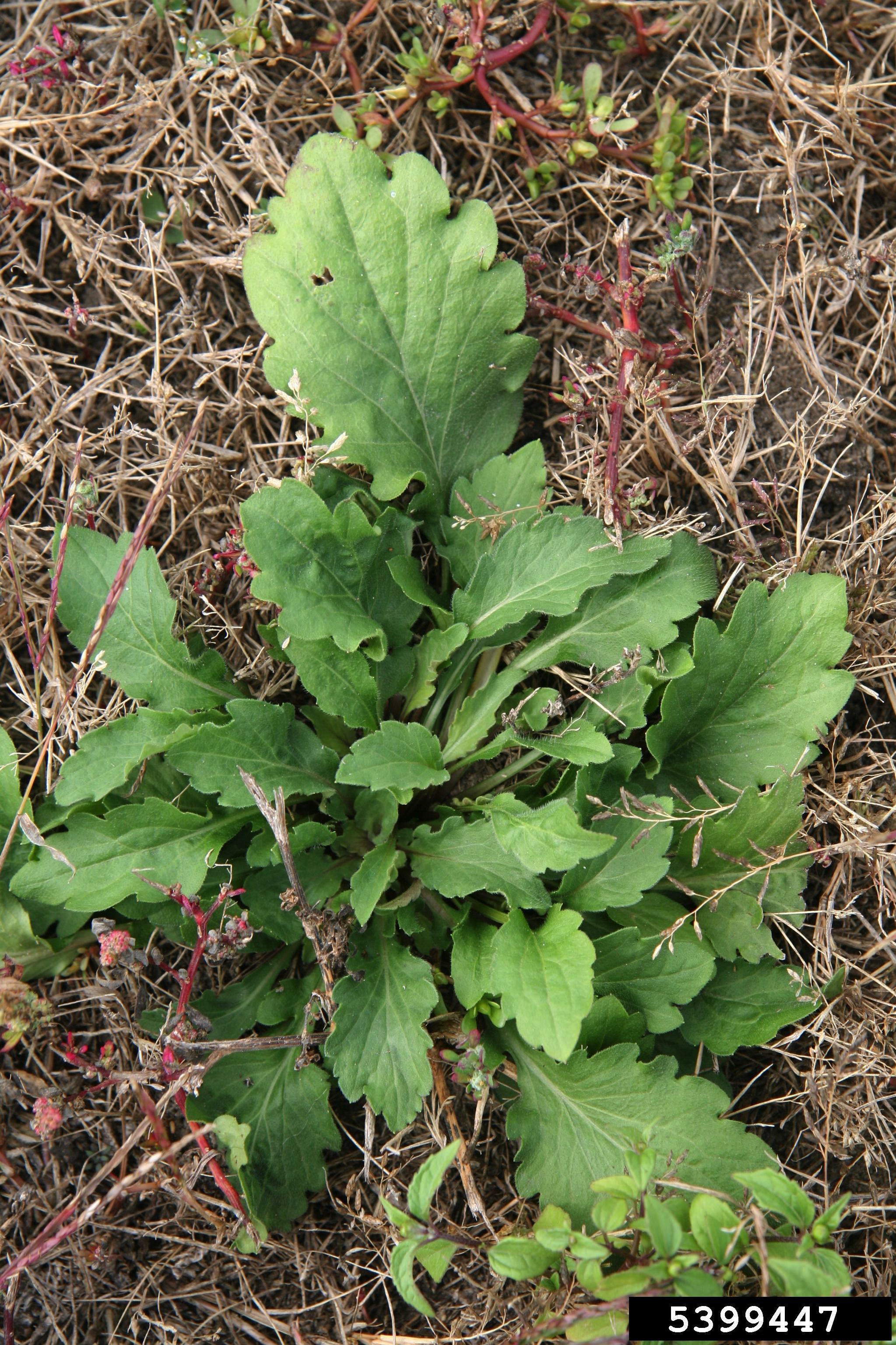 click on button for info on Fleabane