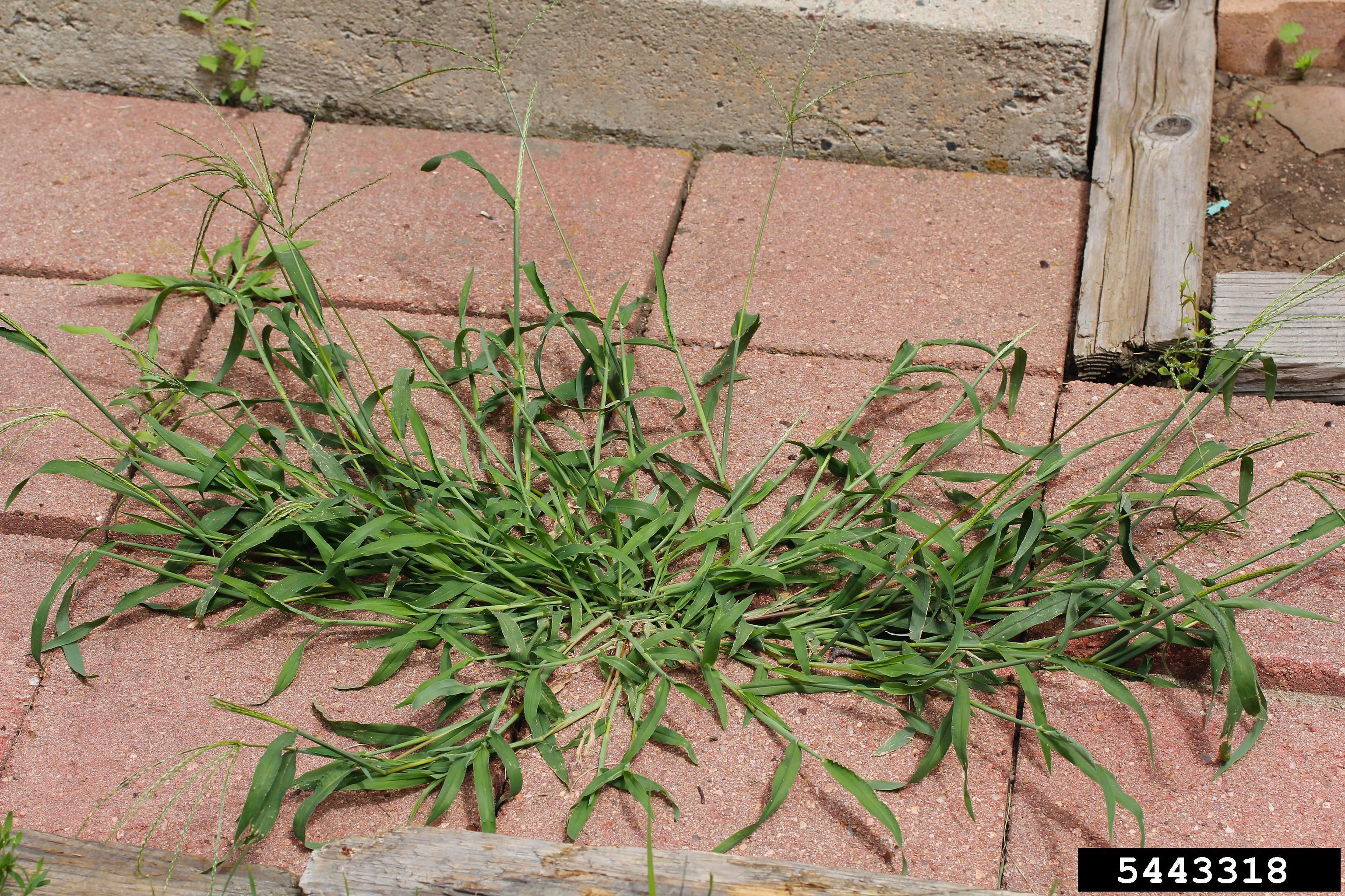 click on button for info on crabgrass