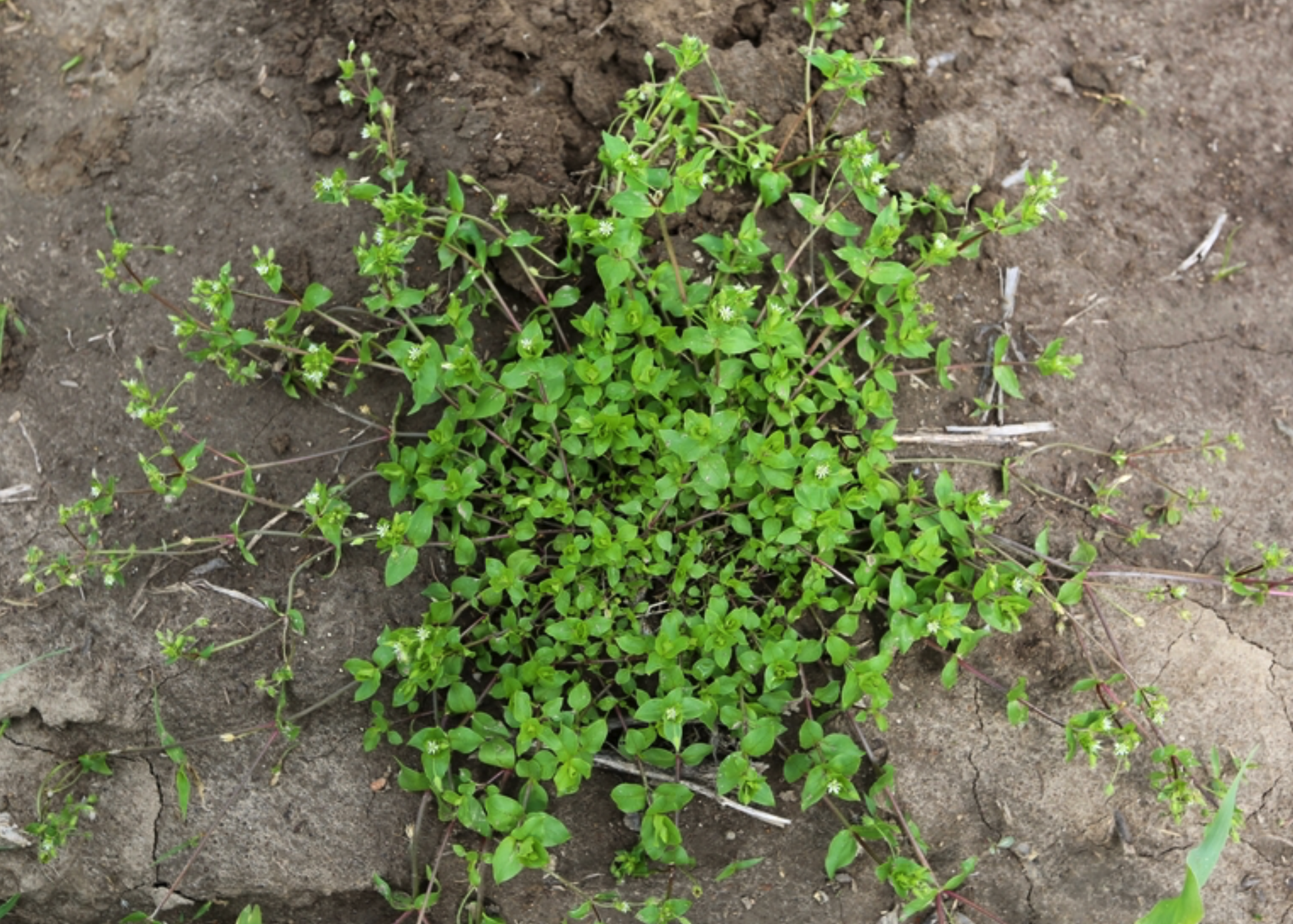 click on button for info on chickweed